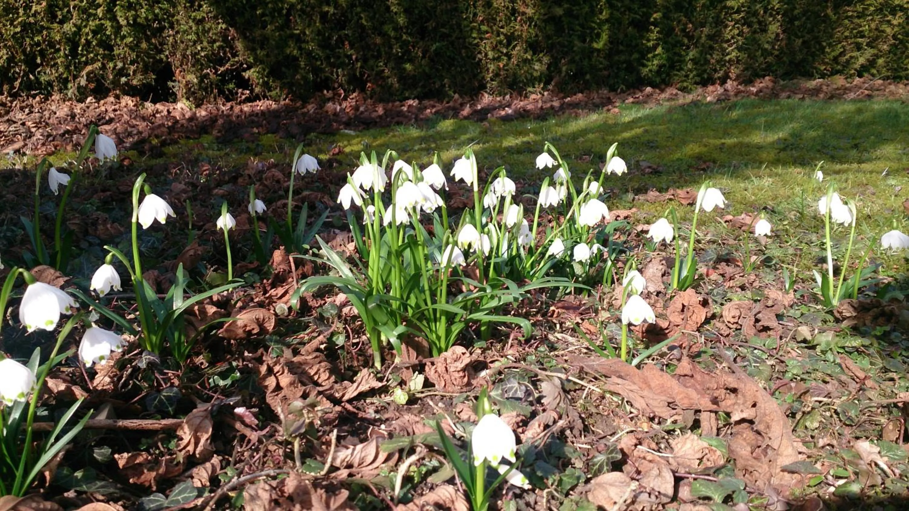 Property building in Der Platengarten