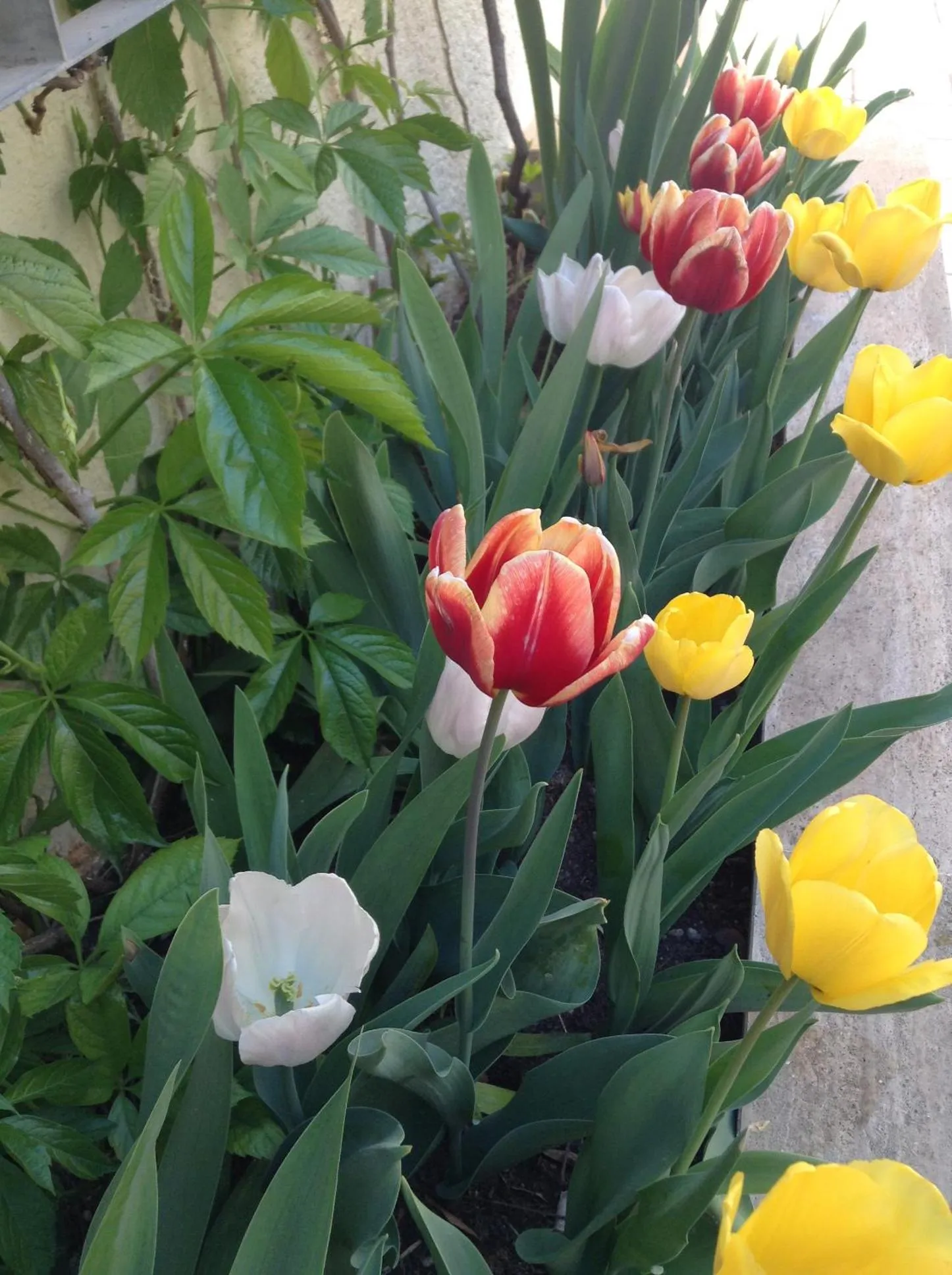 Garden in Hotel Central