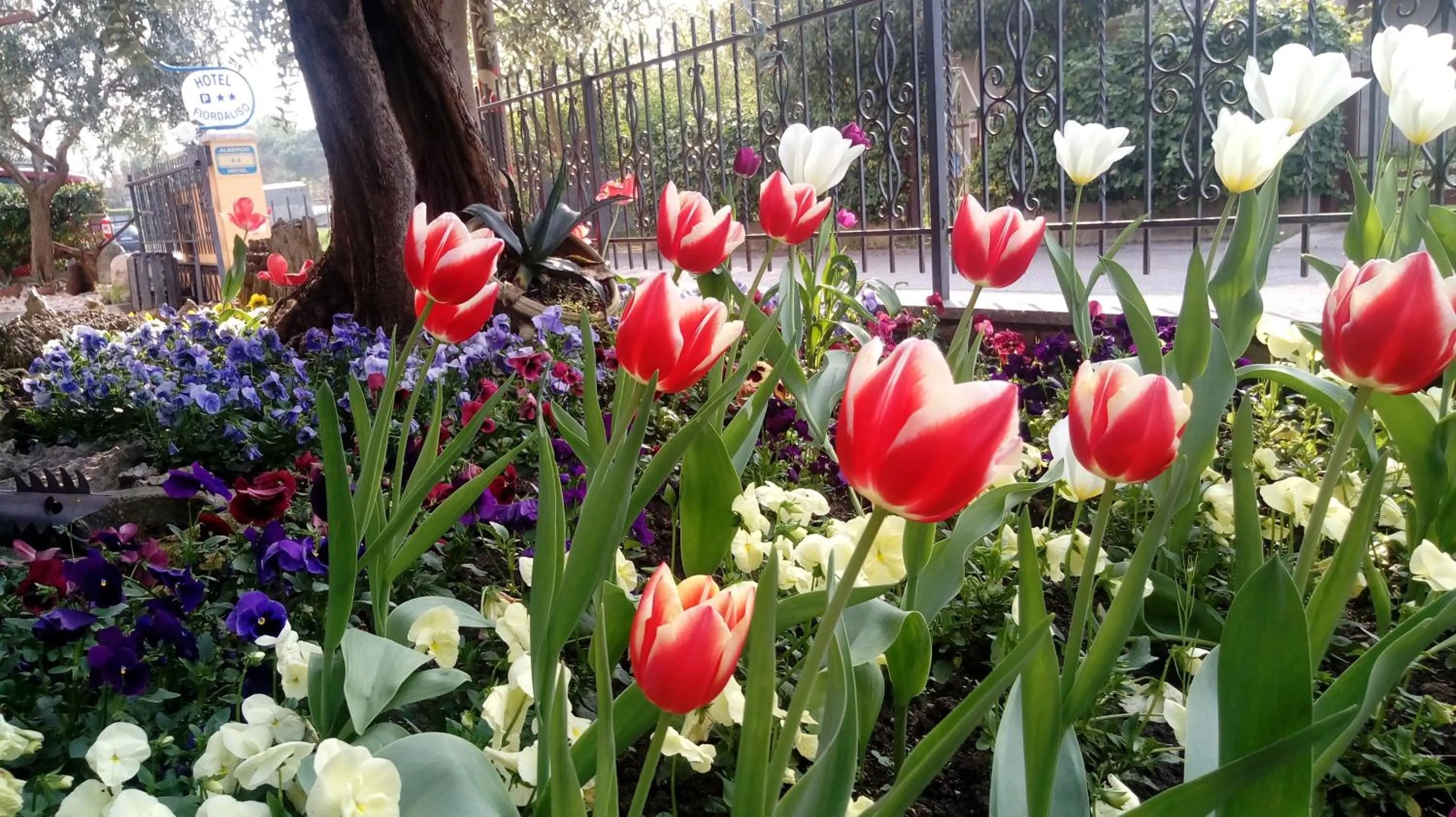 Garden in Hotel Fiordaliso