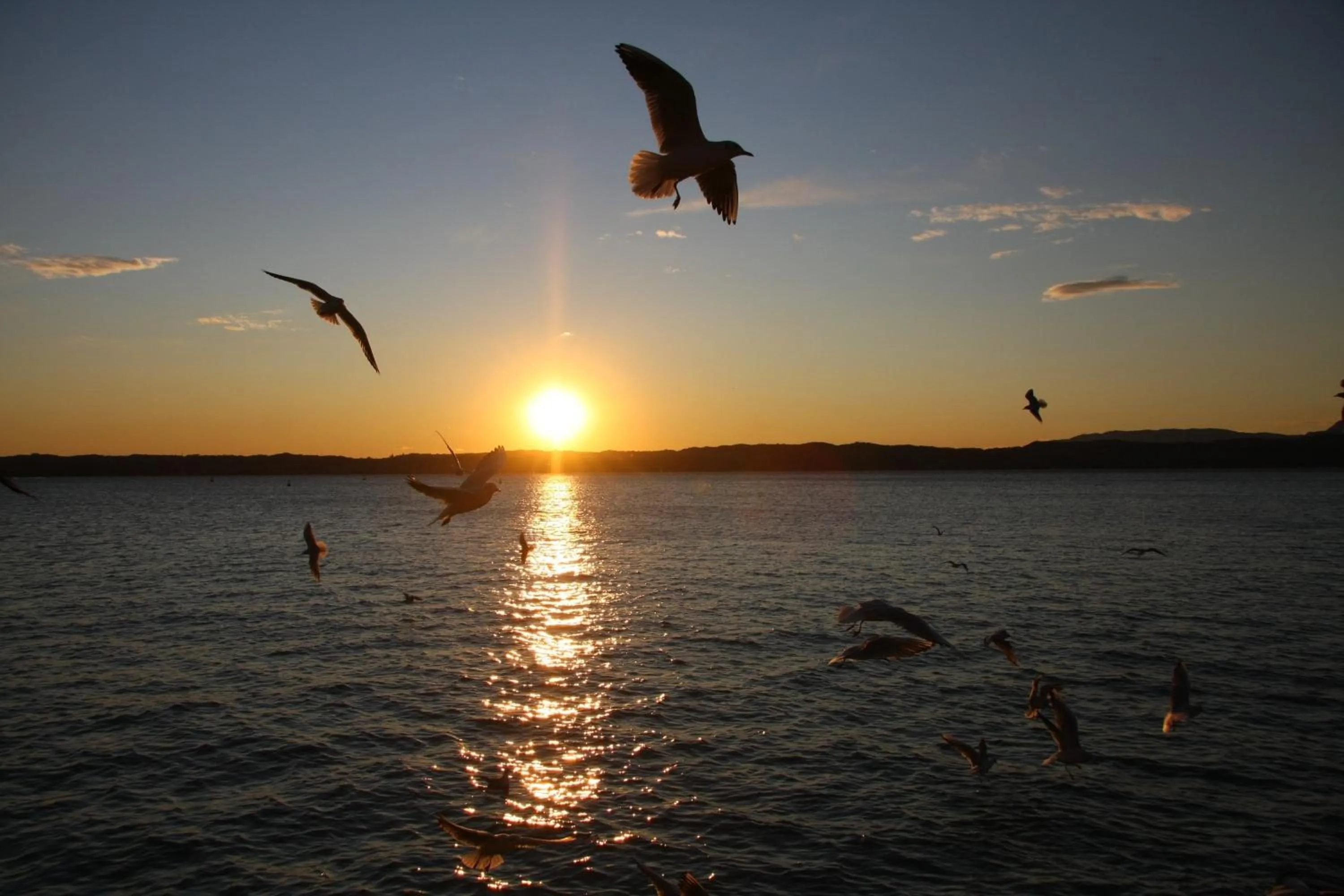 Animals in Hotel Fiordaliso