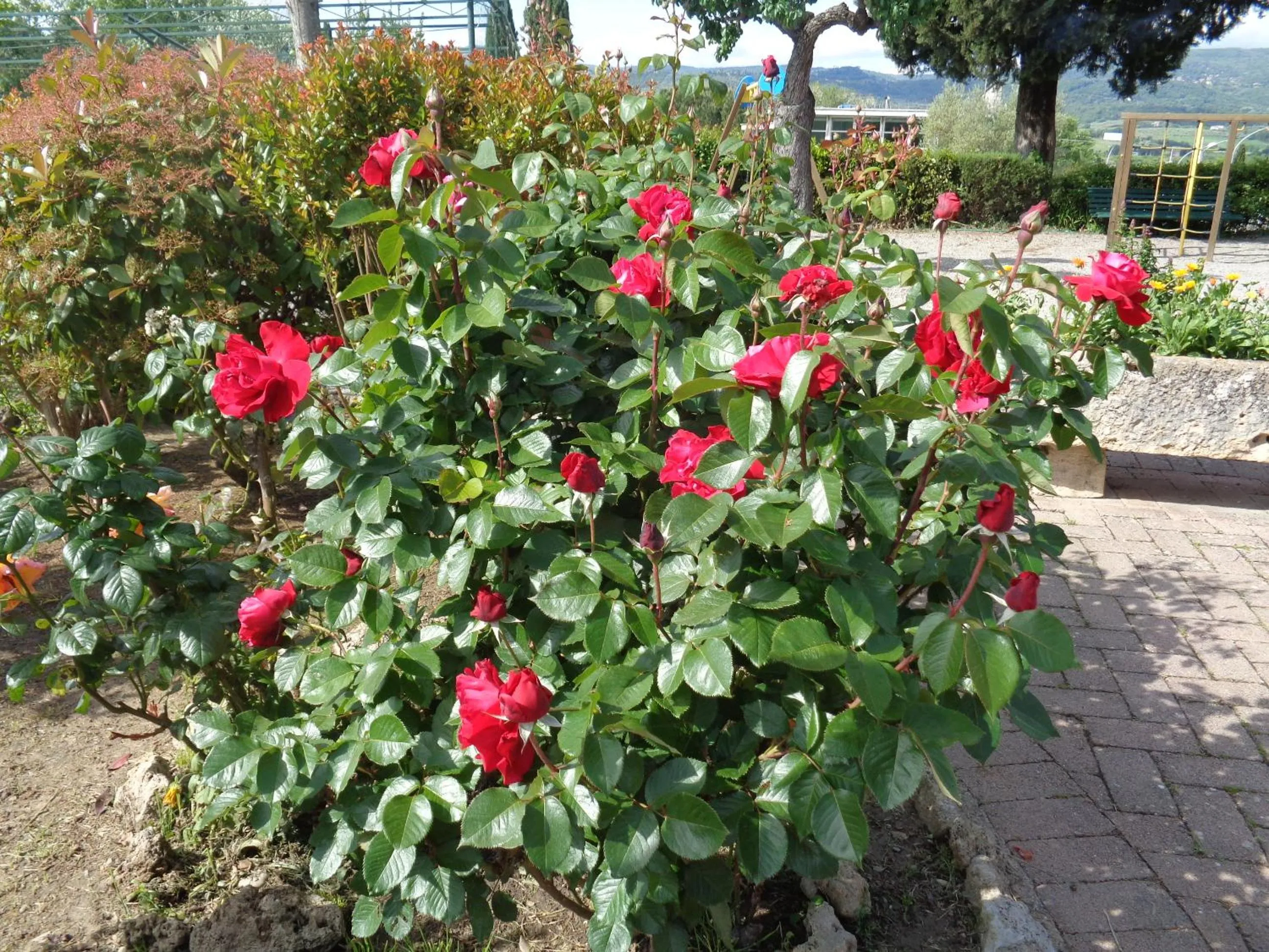 Spring in Hotel Rosati