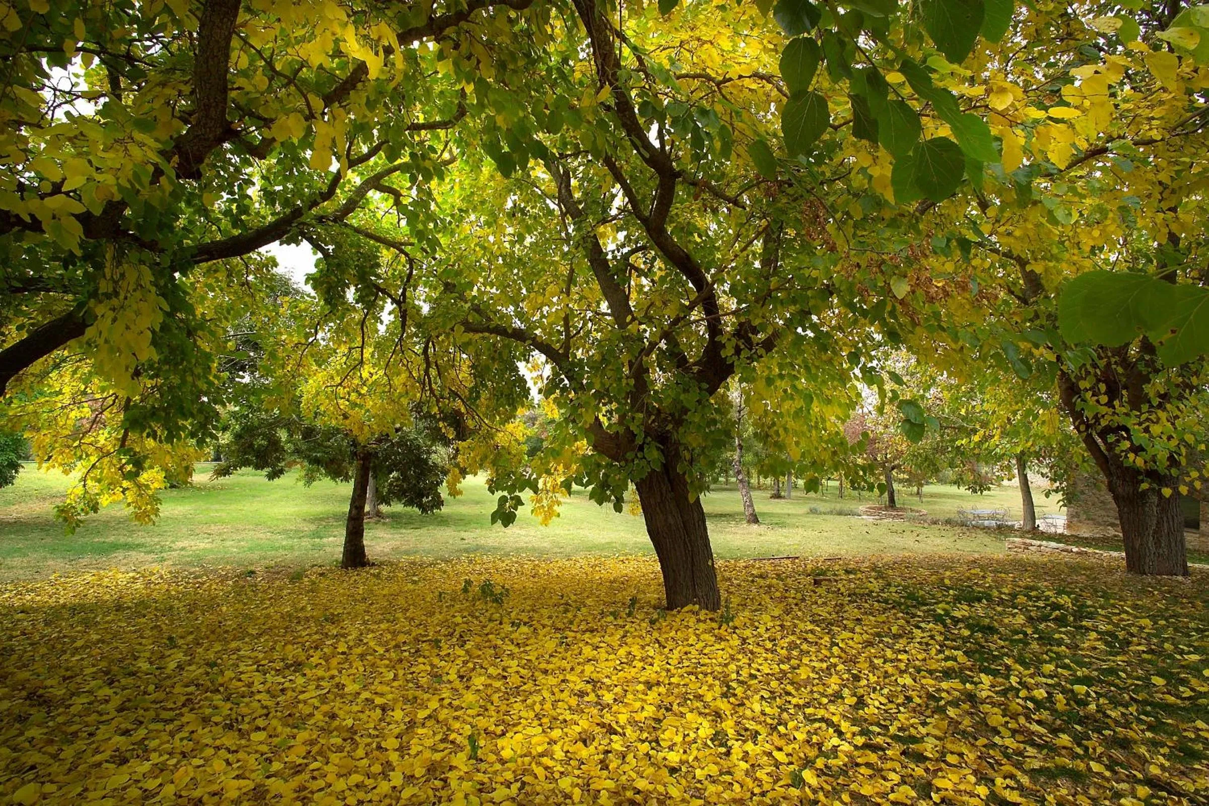 Garden in Borgo Della Marmotta