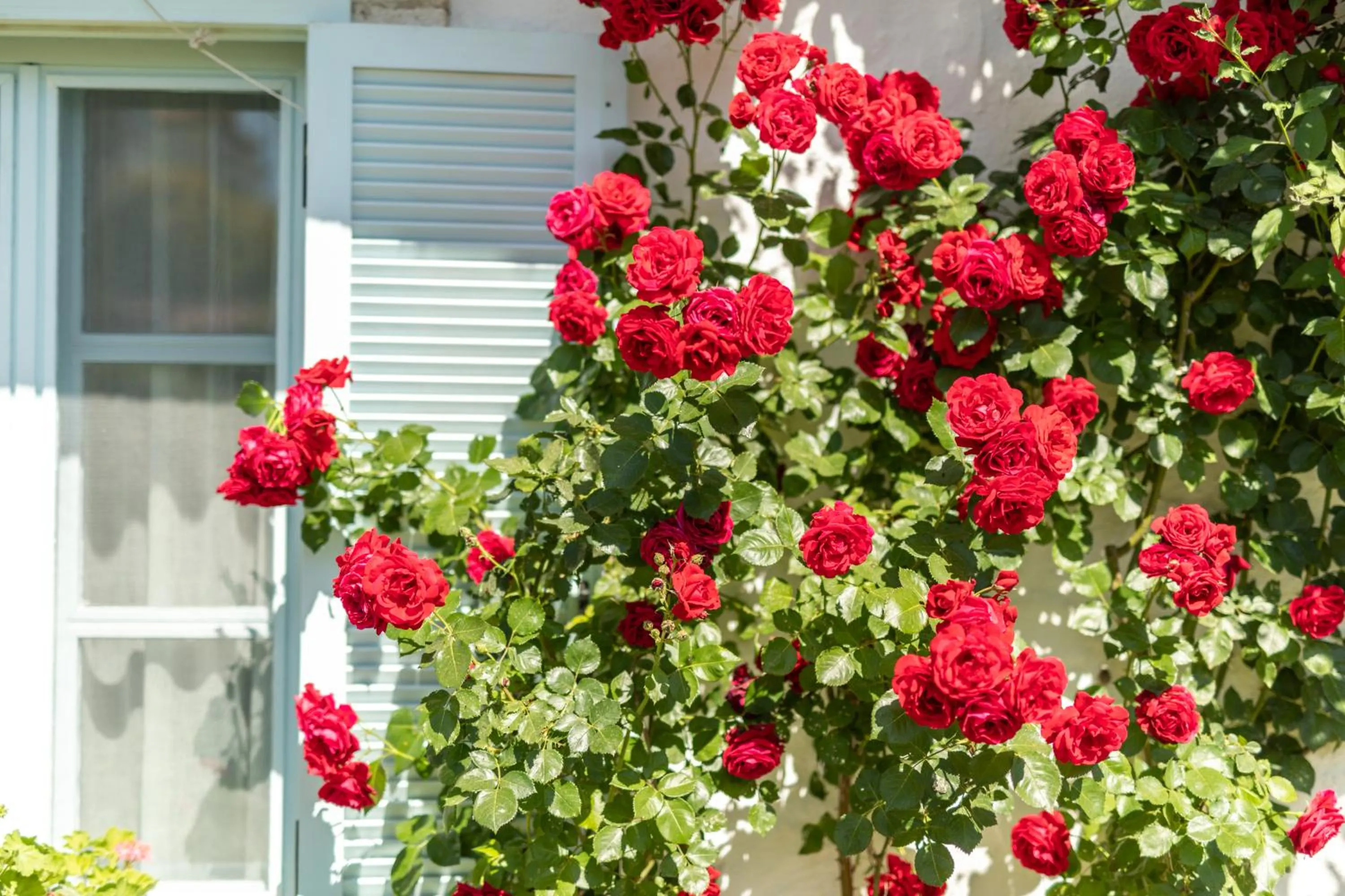 Garden in Deniz Kabugu Hotel