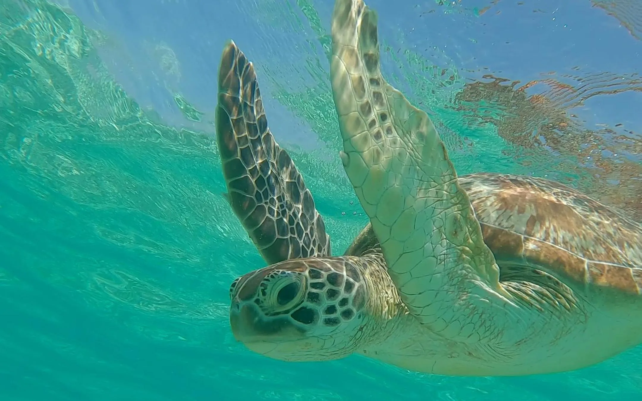Snorkeling in Vila Ombak