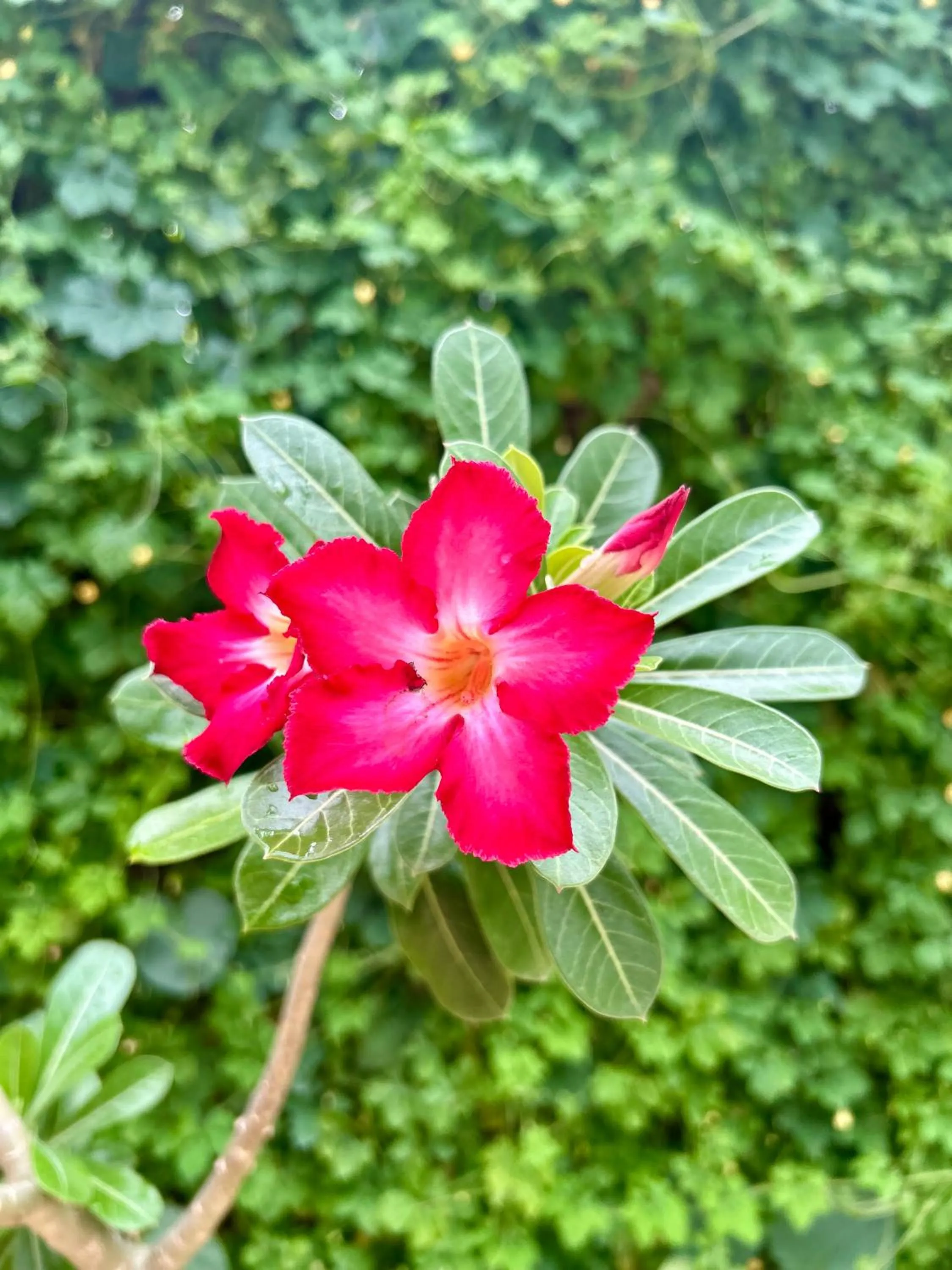 Spring in Hotel La Casa Cielo solo adultos