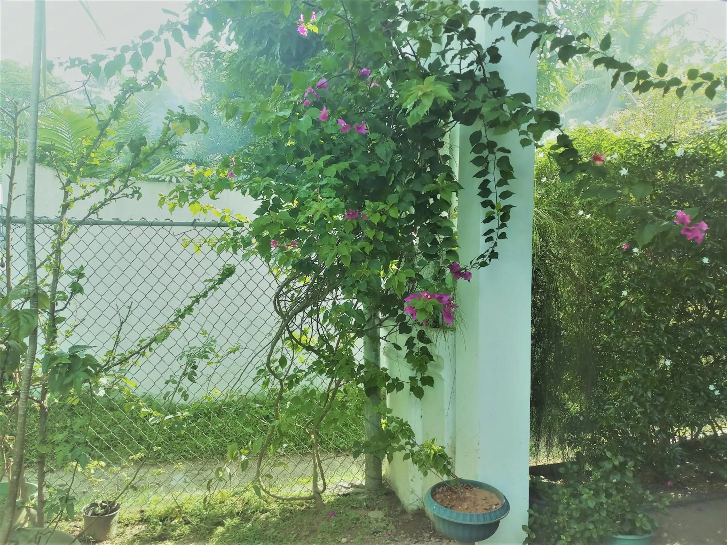 Natural landscape in Sana Guest