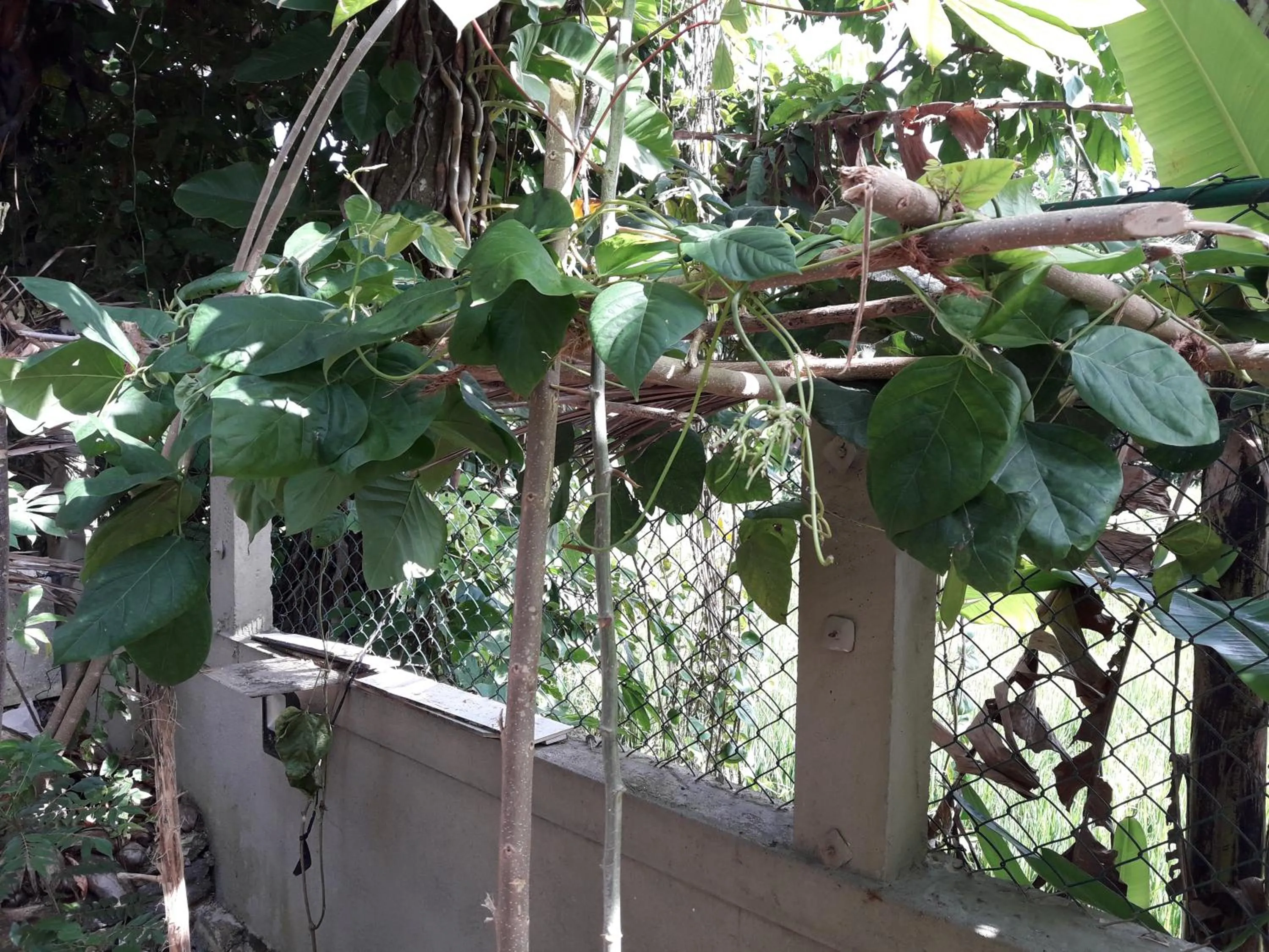 Garden in Arana Bungalow