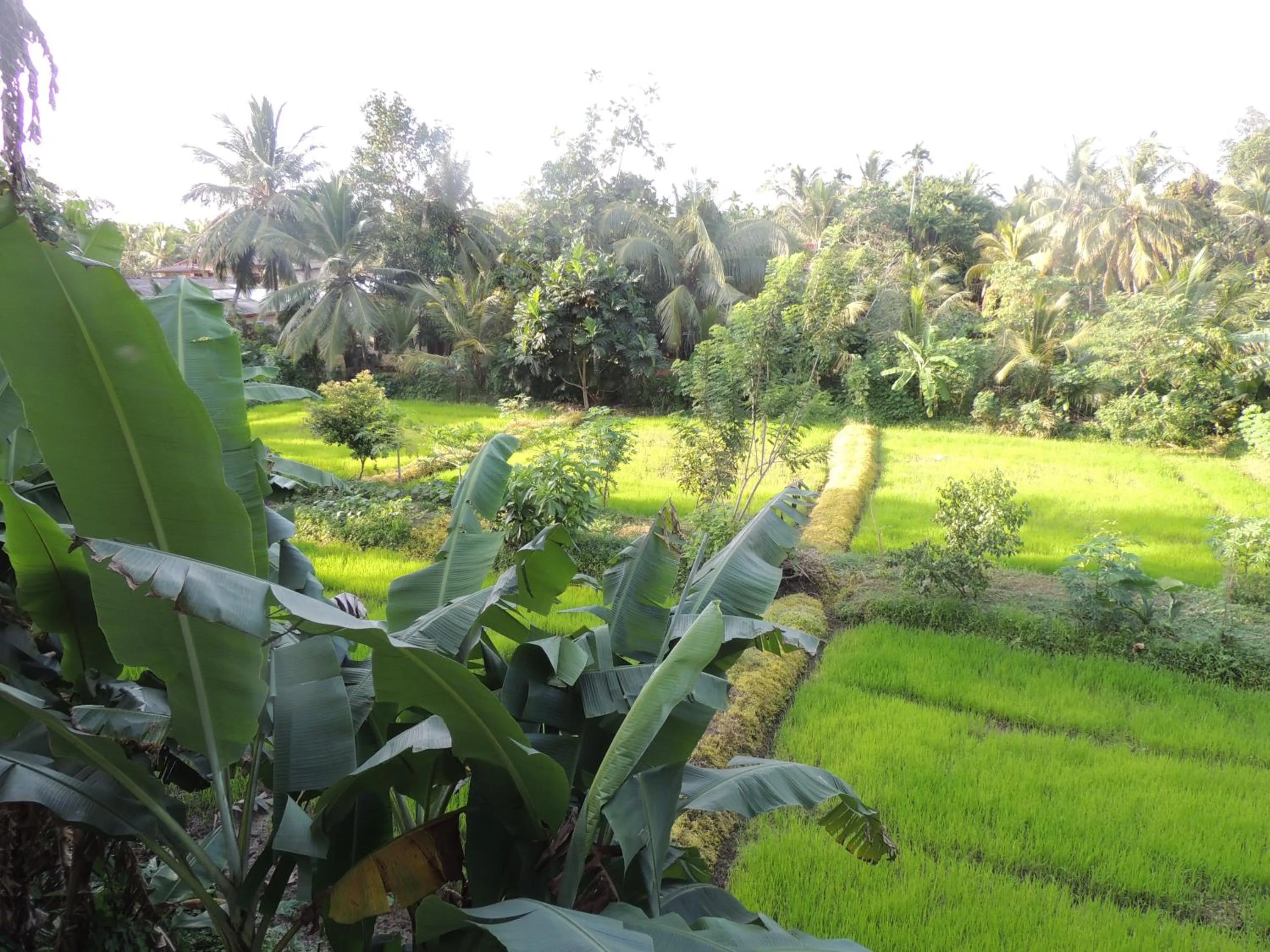 Natural landscape in Arana Bungalow