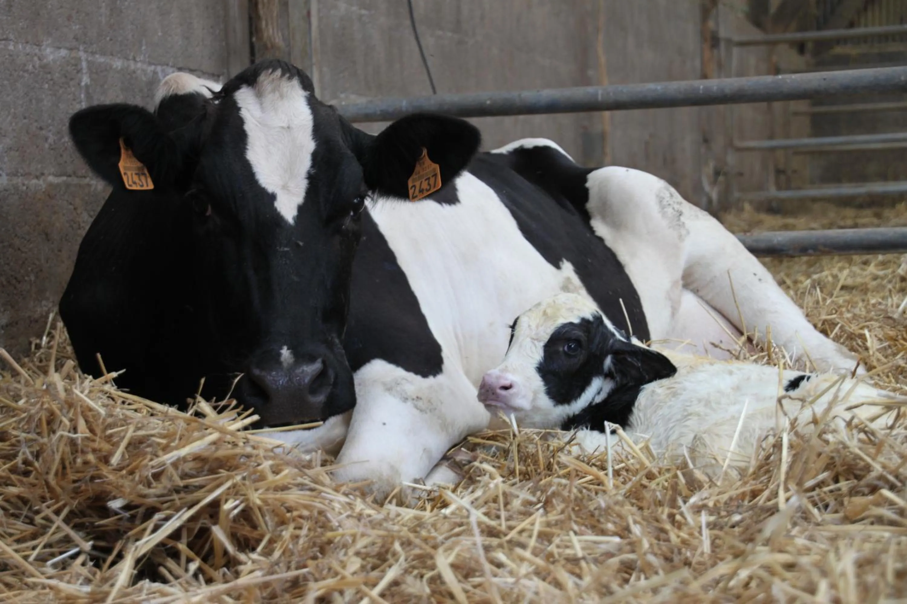 Chambres d'hôtes " Moulin du Couedic "