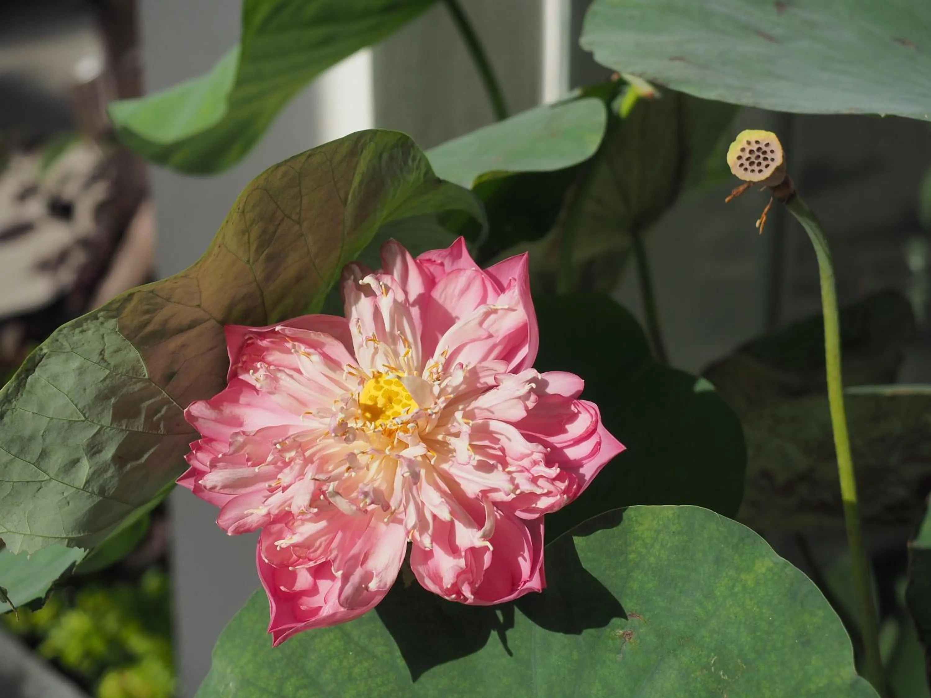 Natural landscape in Babylon Garden Da Nang