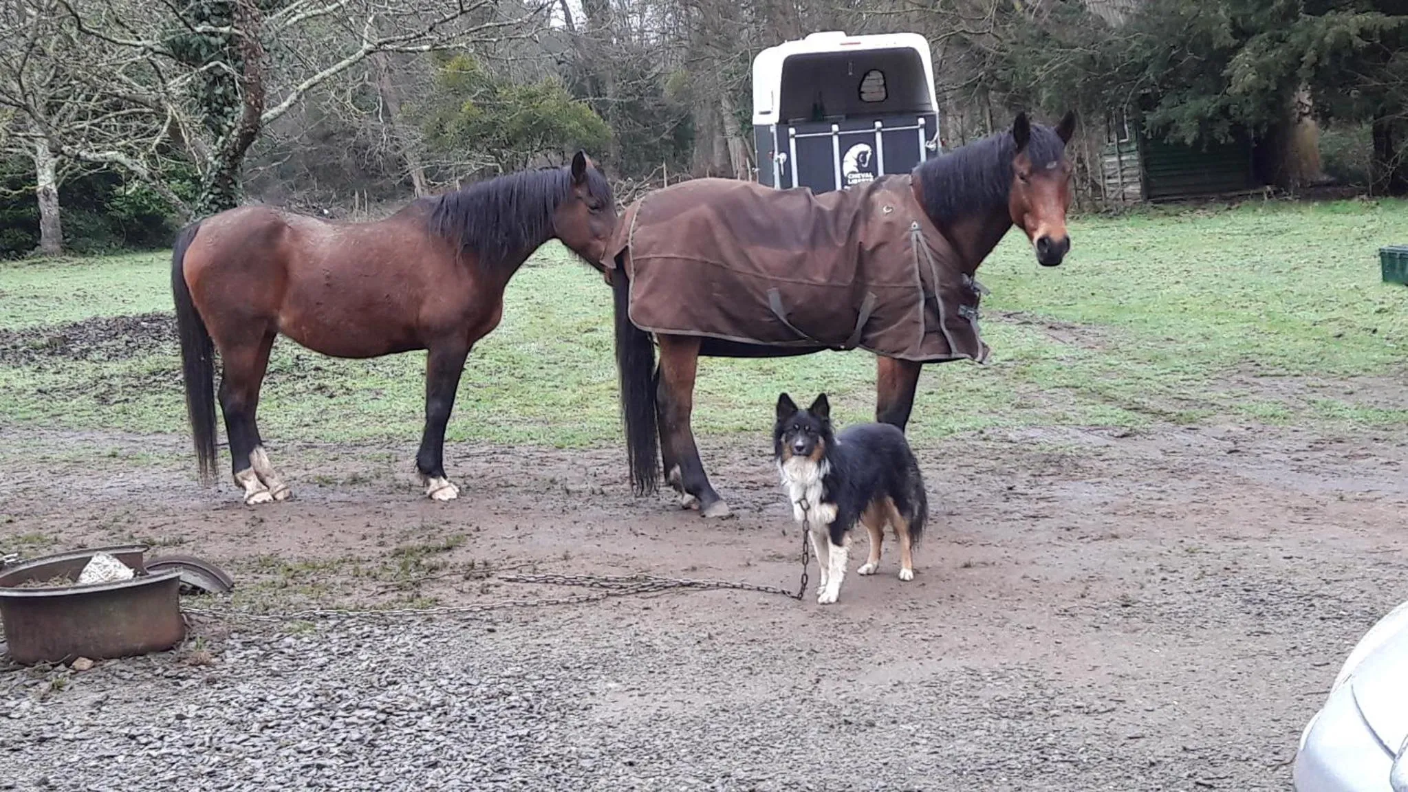 Pets in Le petit plessis