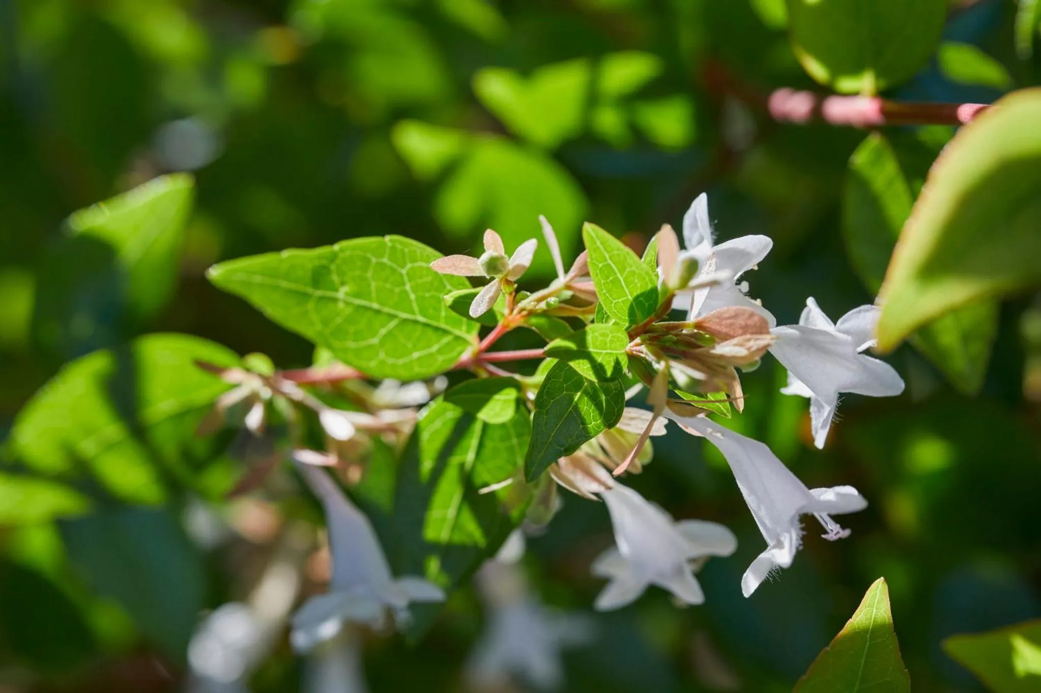 Property building in Mandarin Oriental, Santiago