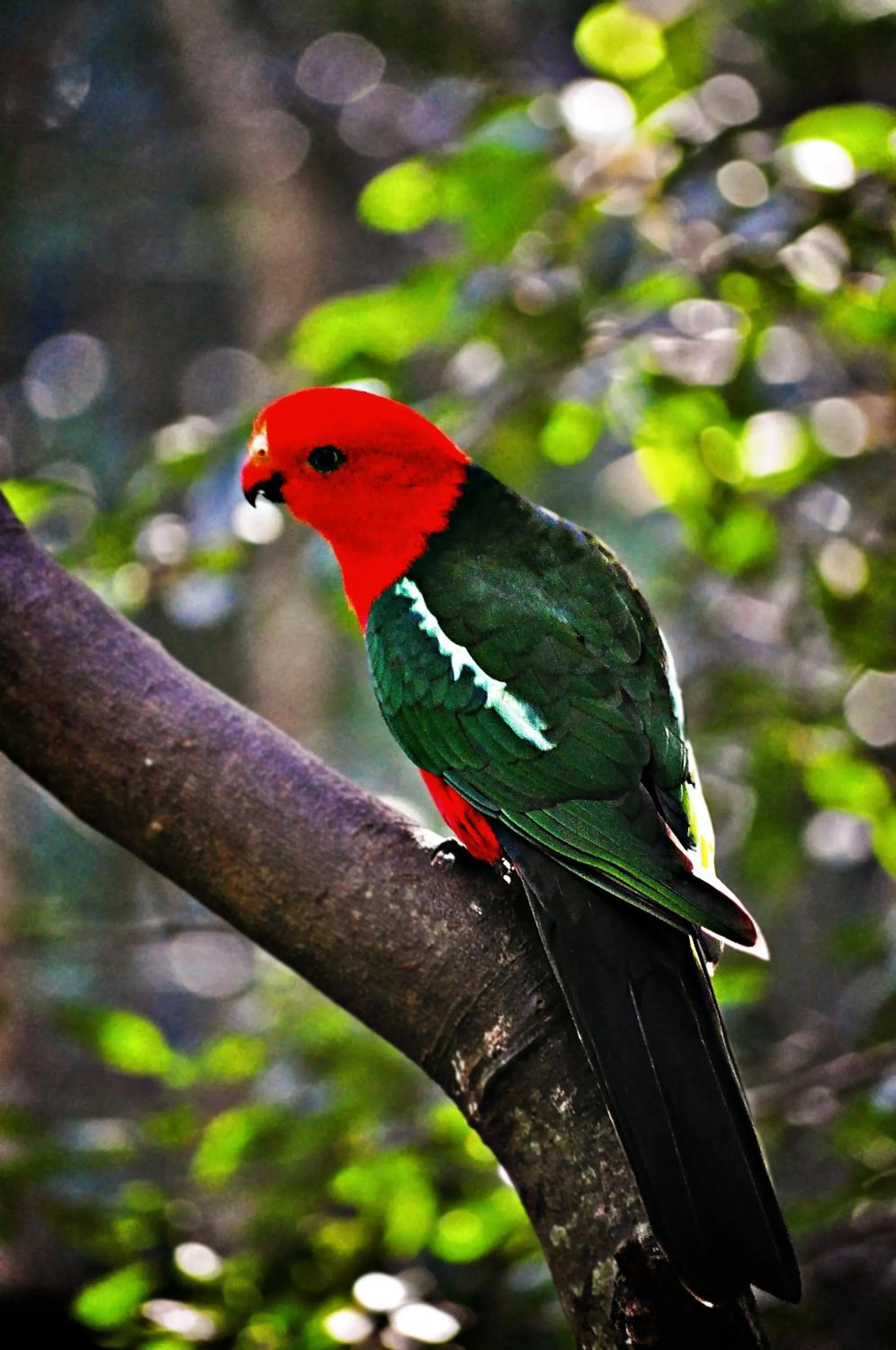 Animals in Narrows Escape Rainforest Retreat