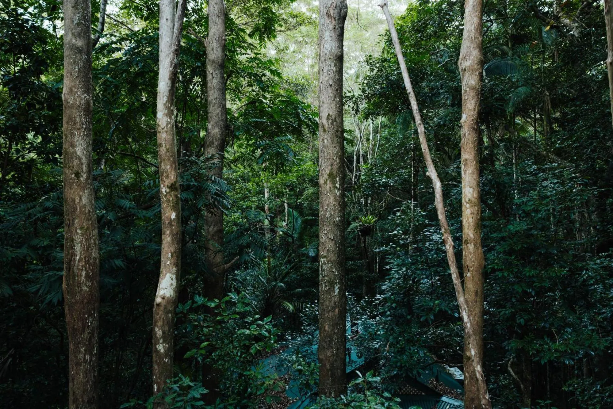 View (from property/room) in Narrows Escape Rainforest Retreat