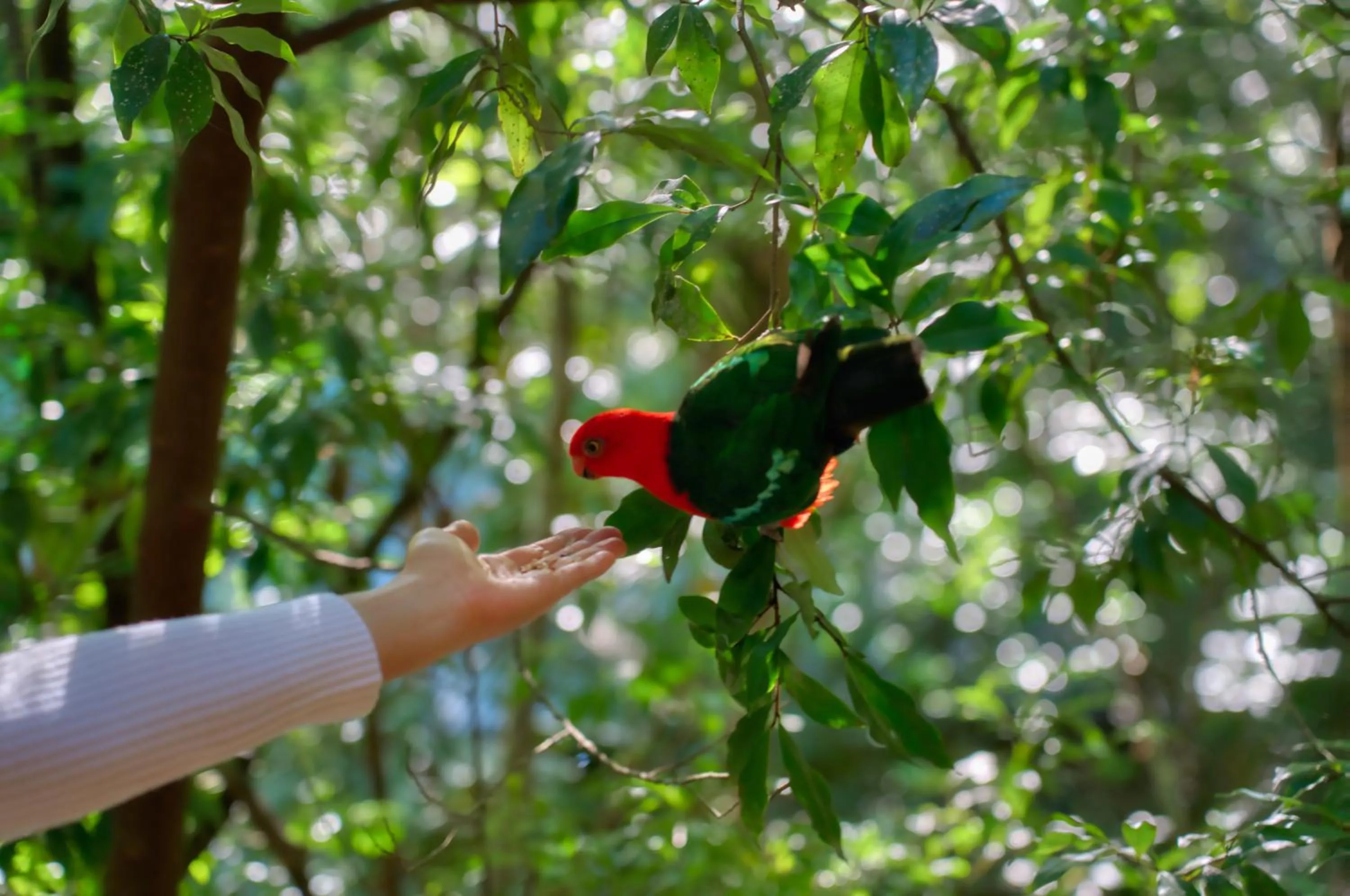 Natural landscape in Narrows Escape Rainforest Retreat