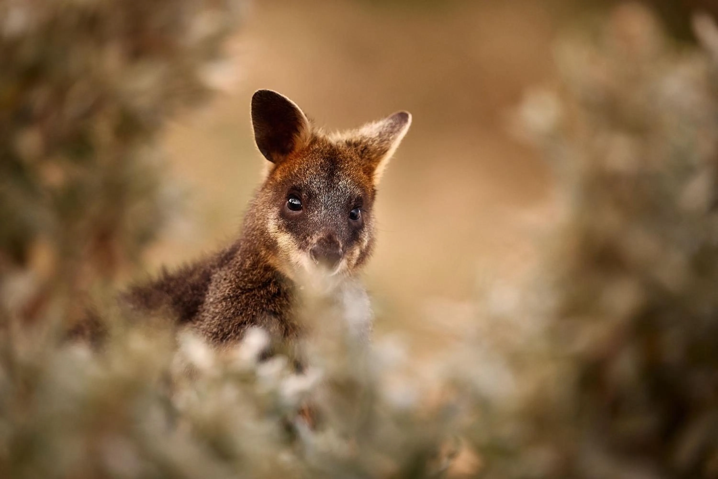 Animals in The Island Accommodation