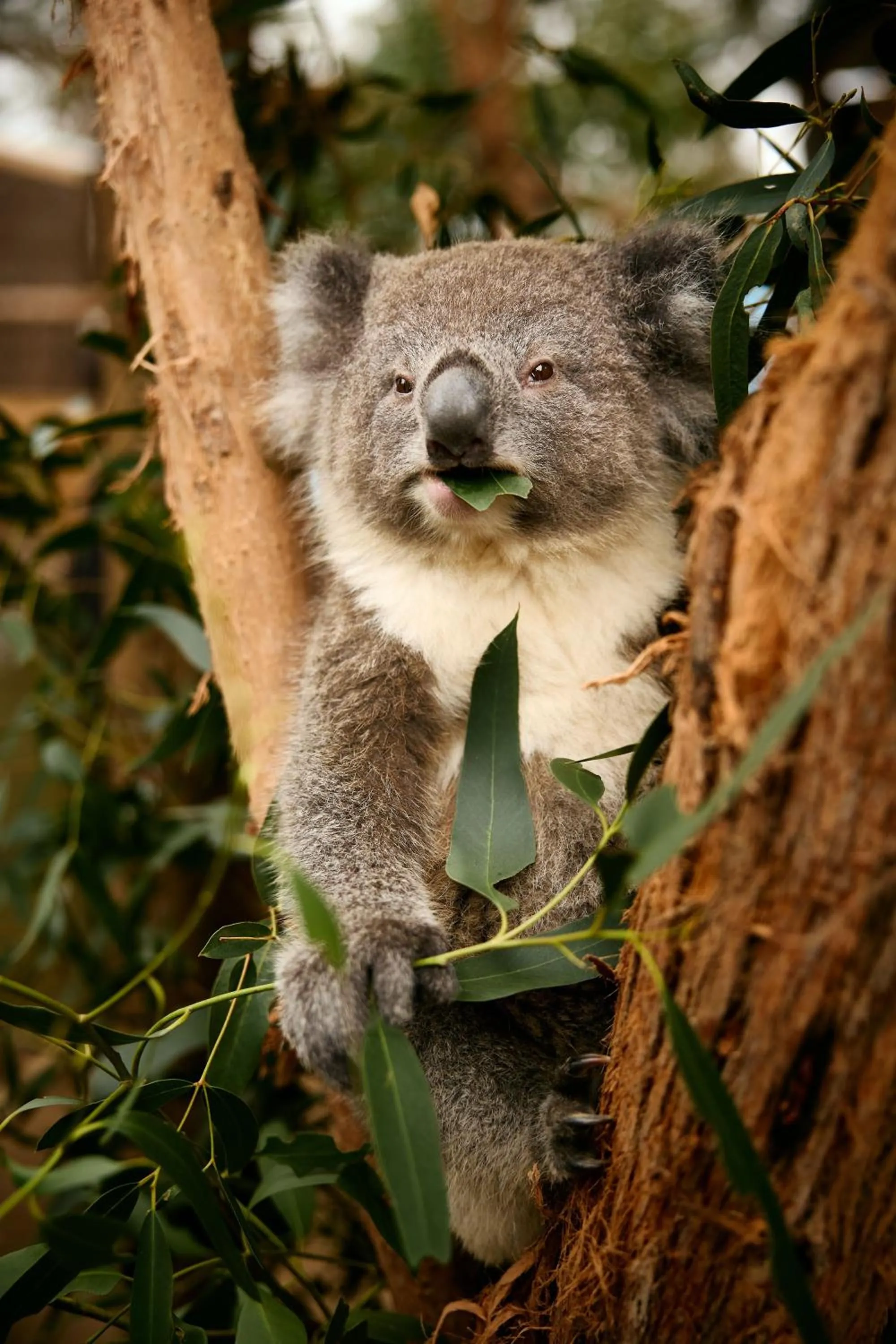 Animals in The Island Accommodation