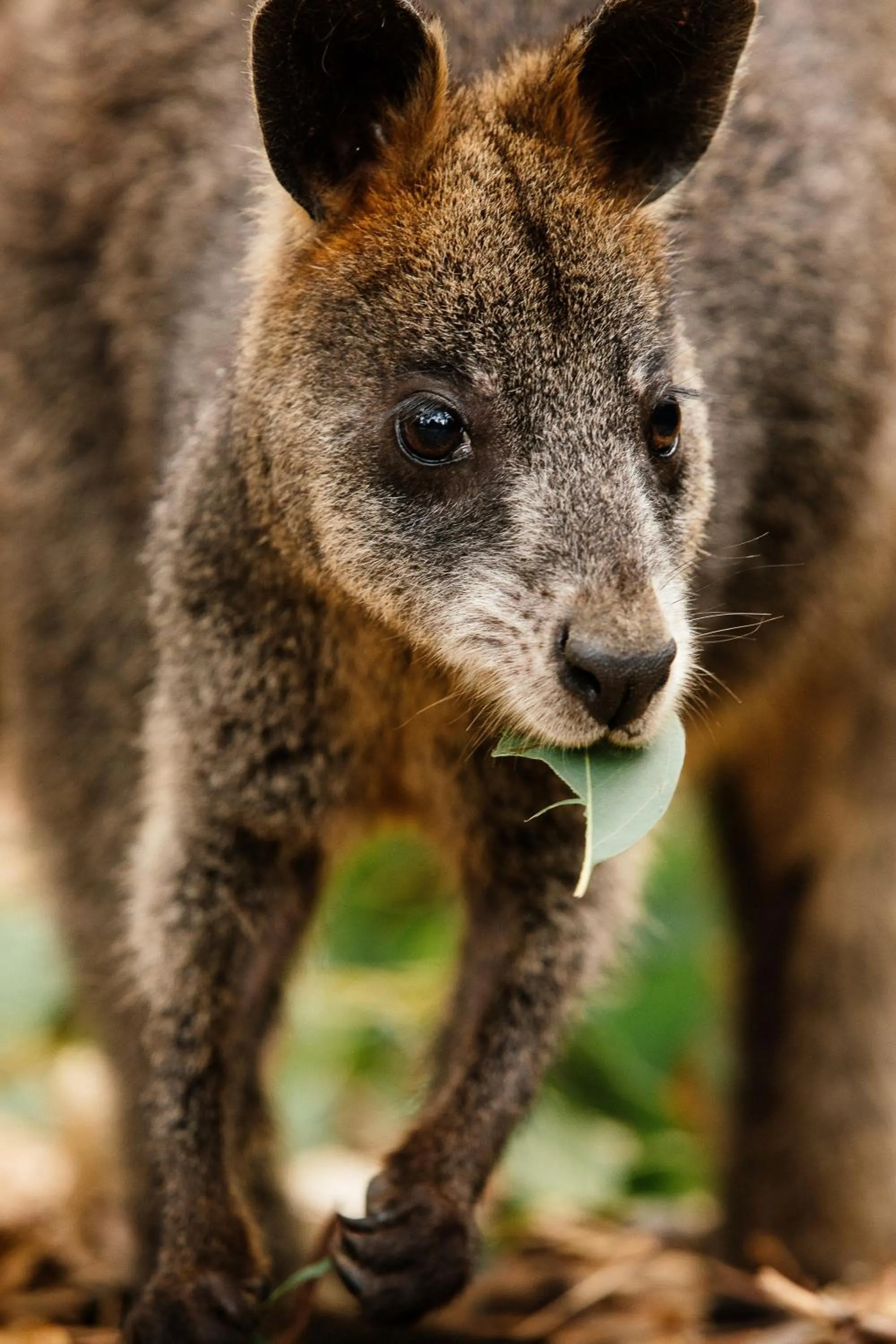 Animals in The Island Accommodation
