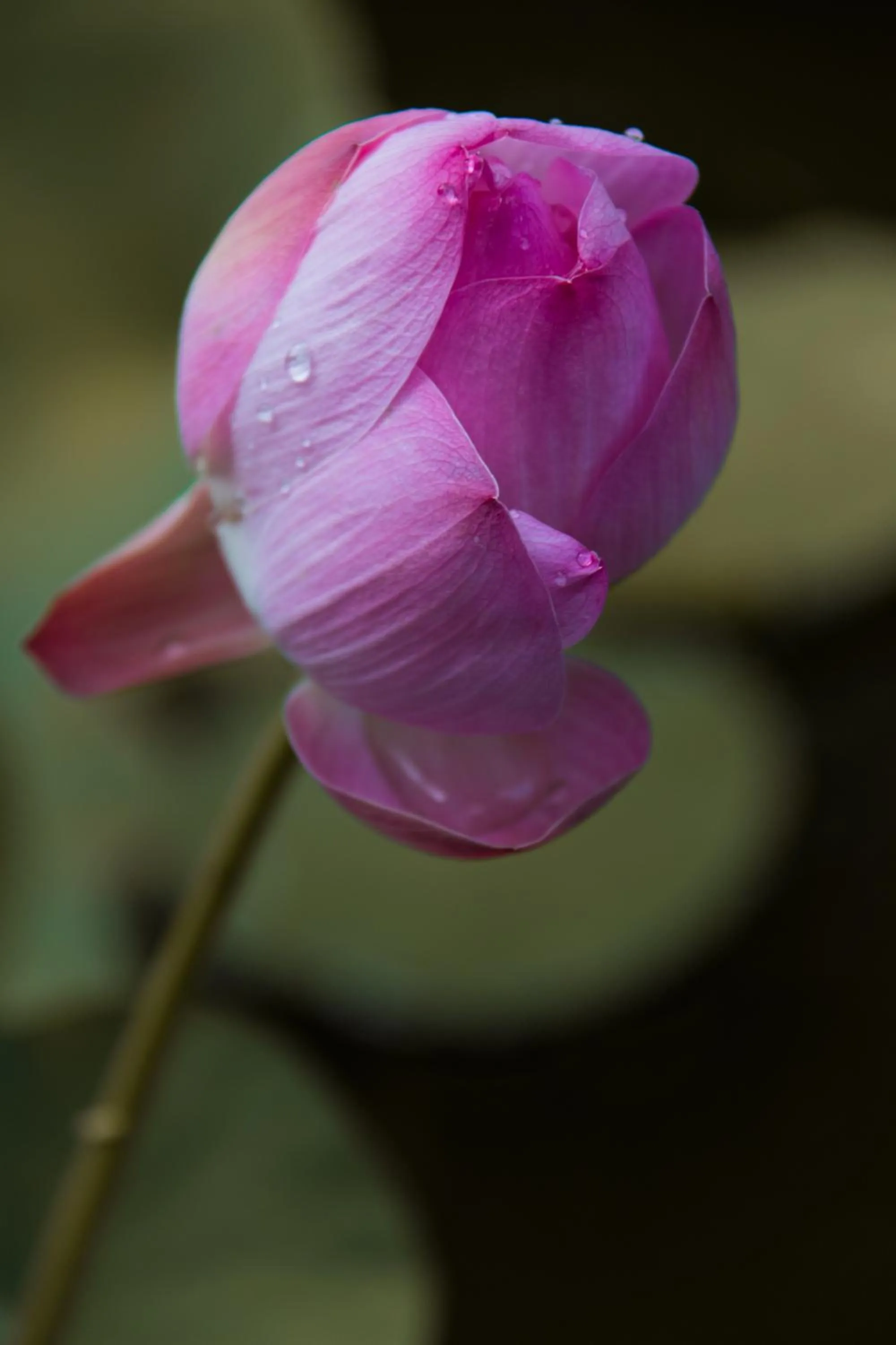 Villa Sky Dancer - Bali