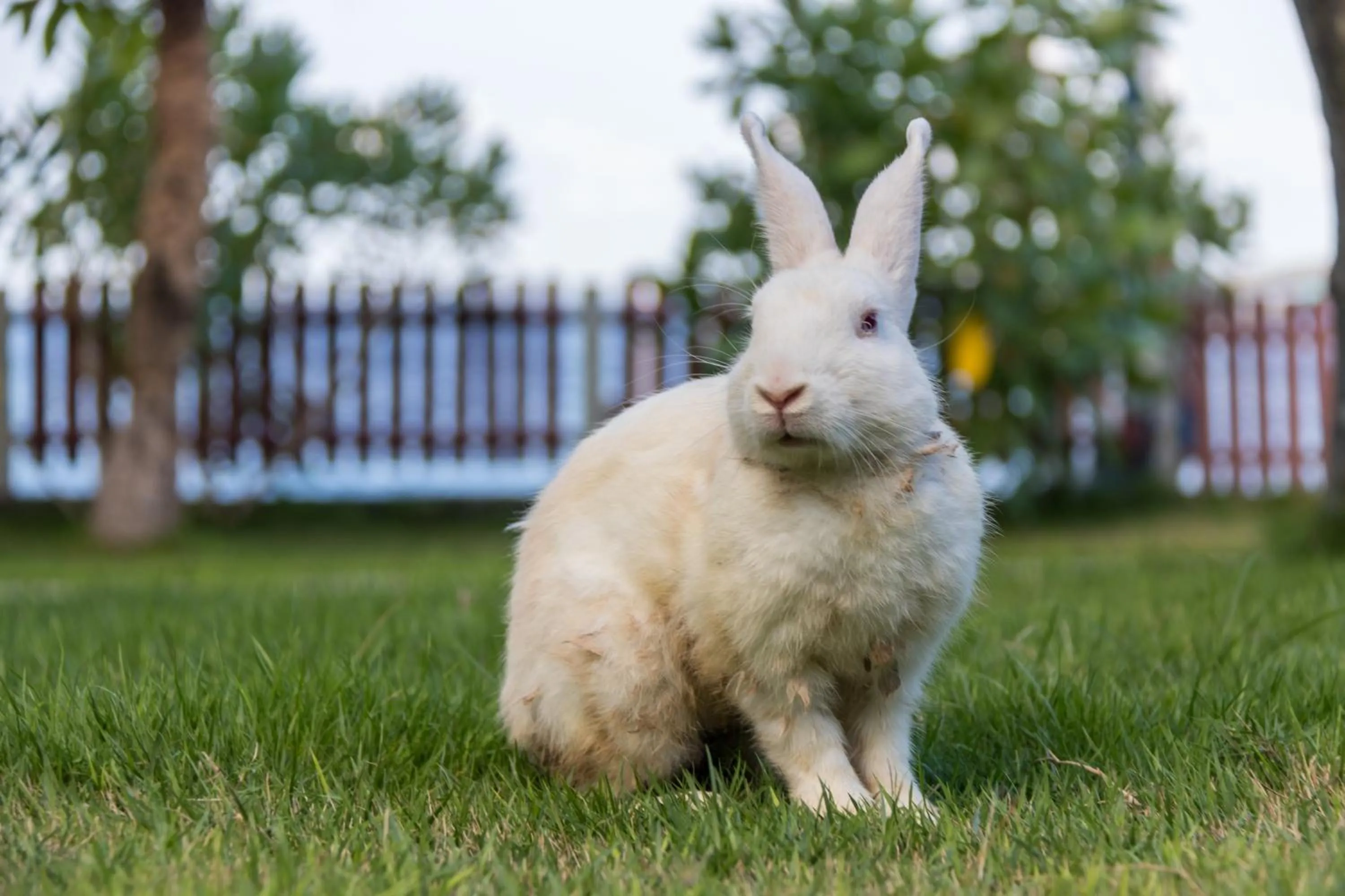 Villa Sky Dancer - Bali
