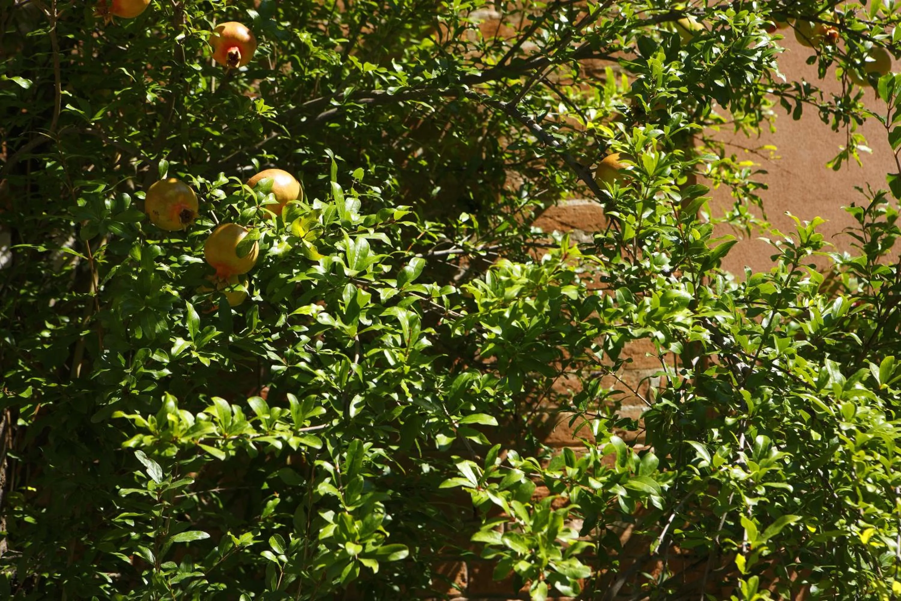 Other in Casa Del Melograno