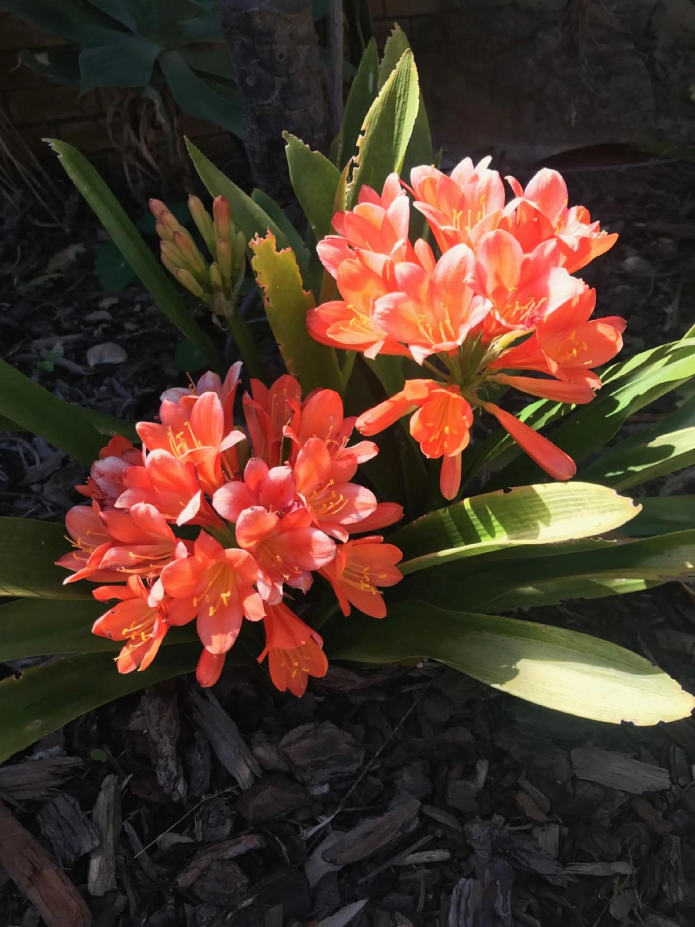 Garden in Atlantic Breeze