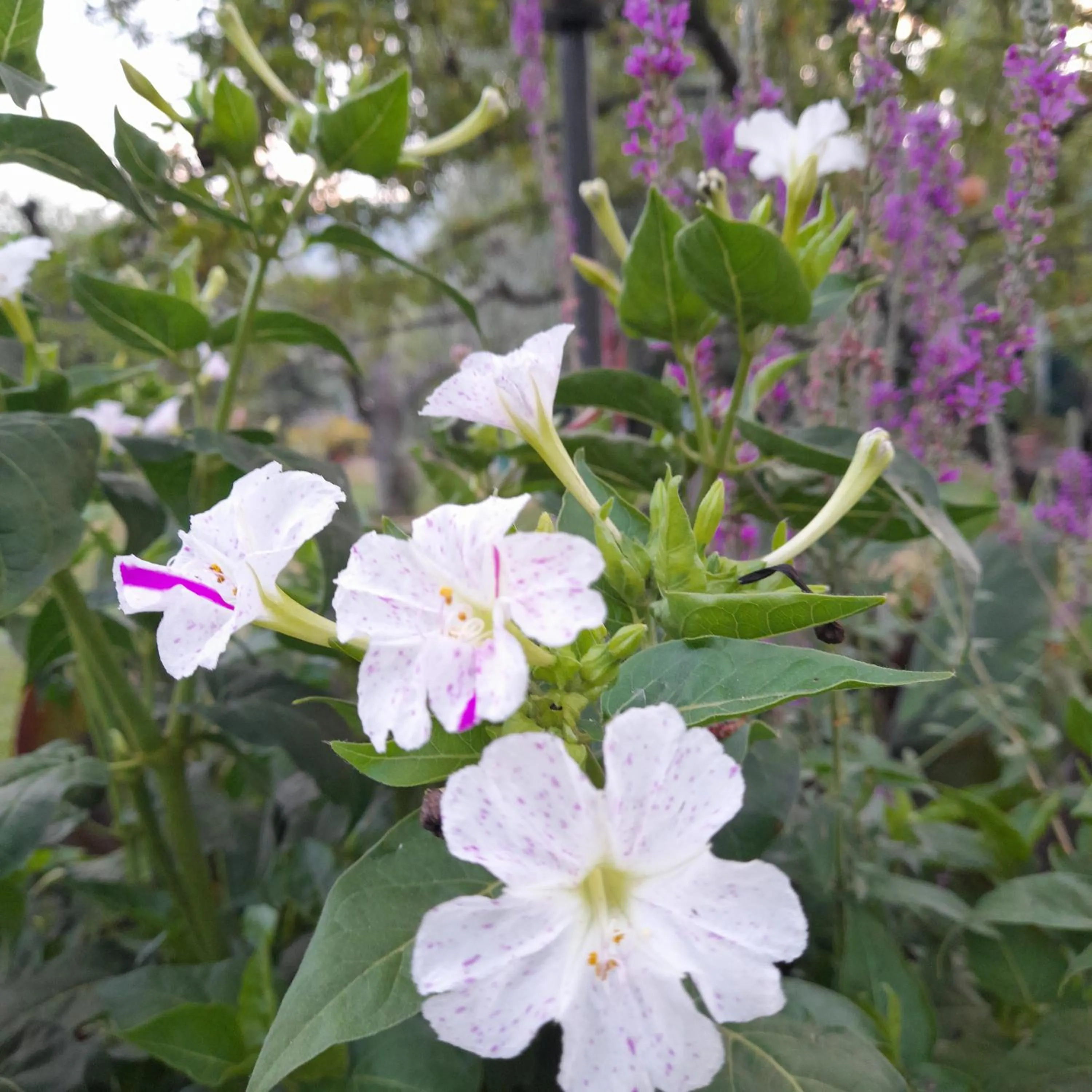 Garden in B&B Da Pio