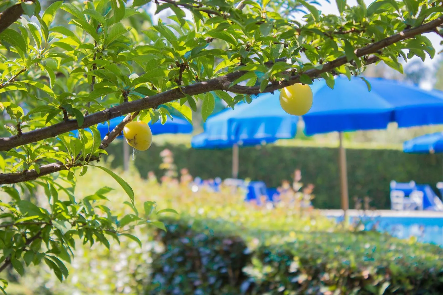 Garden in B&B Da Pio