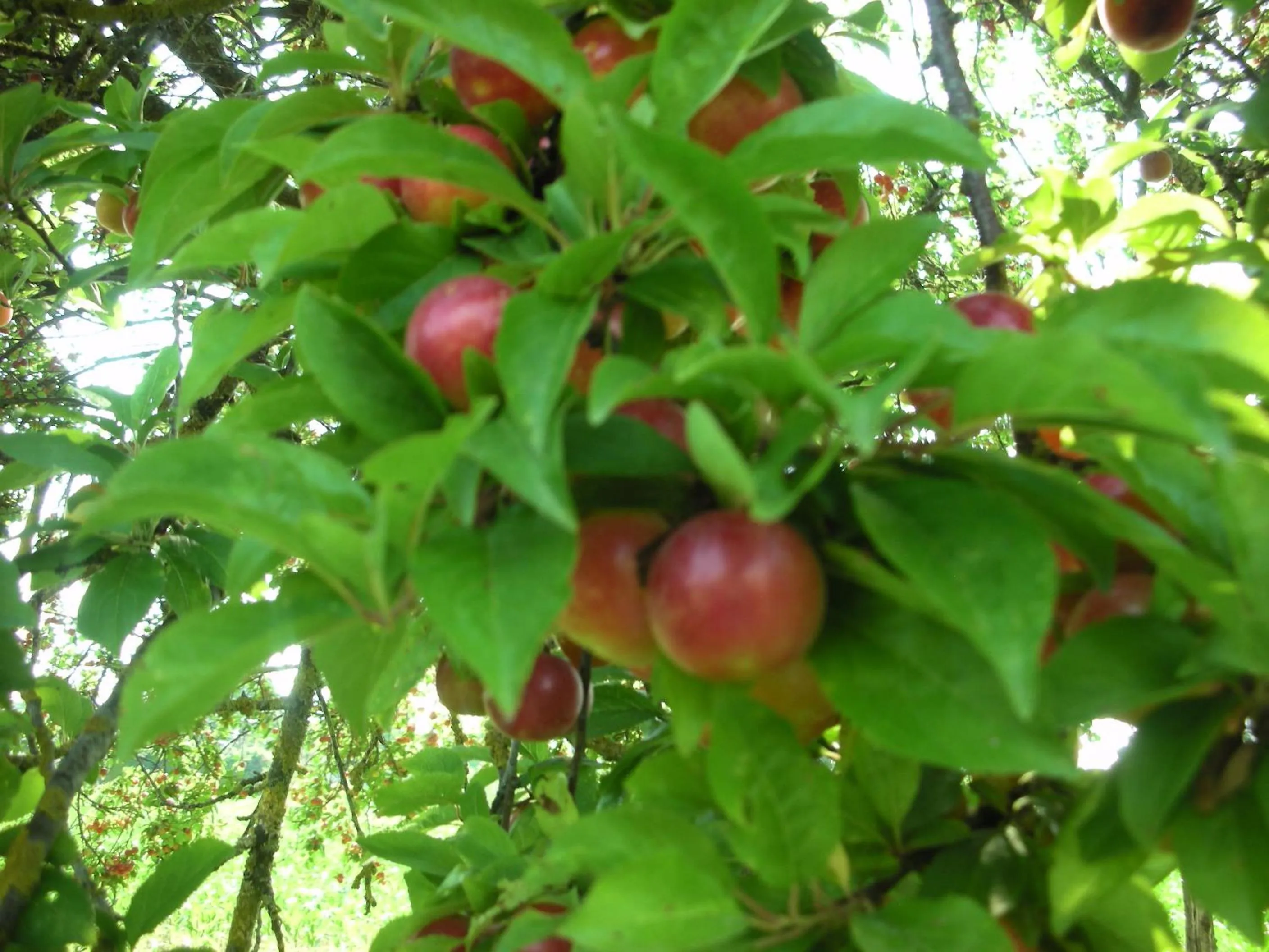 Food close-up in B&B Da Pio