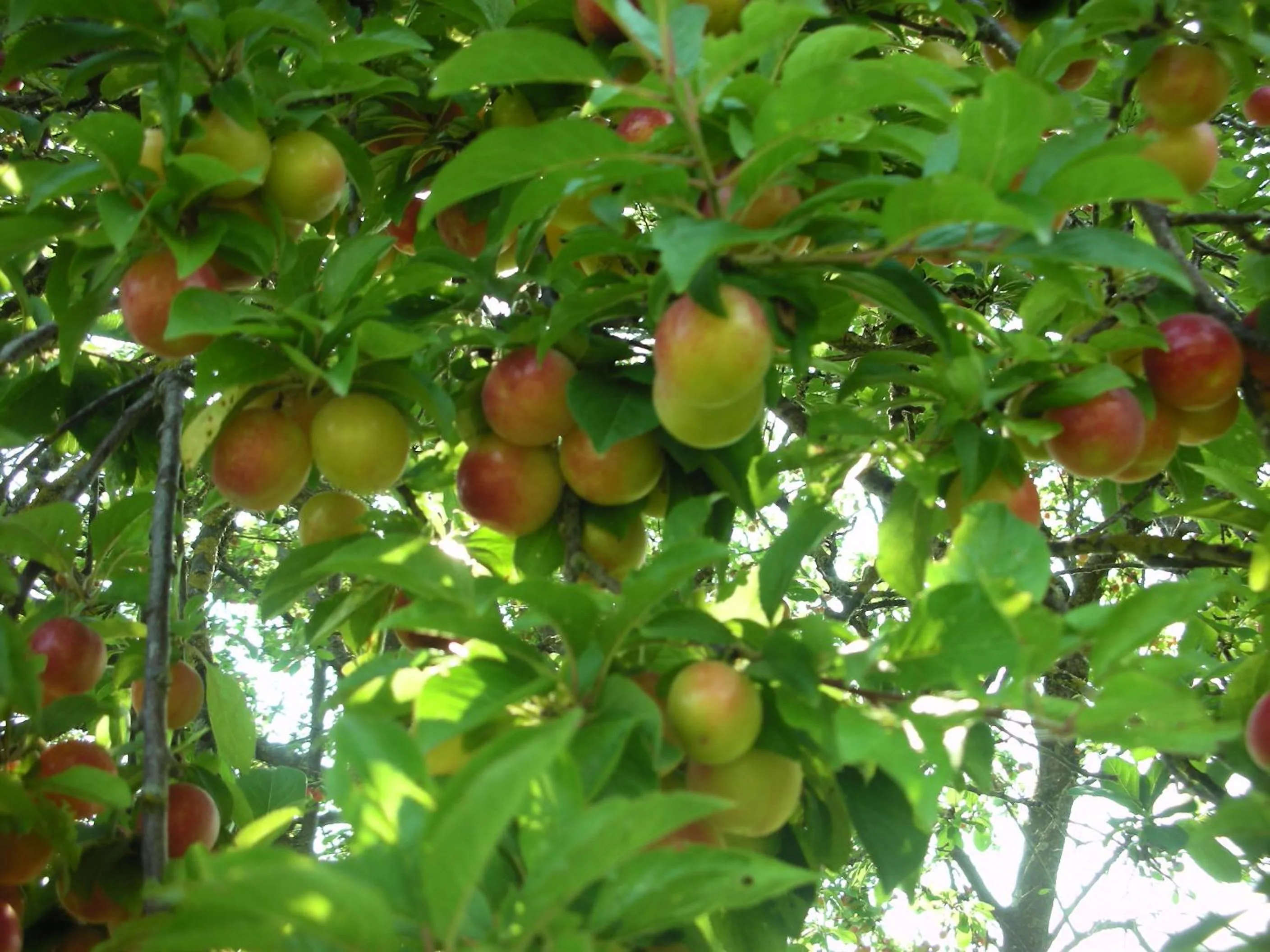 Food close-up in B&B Da Pio