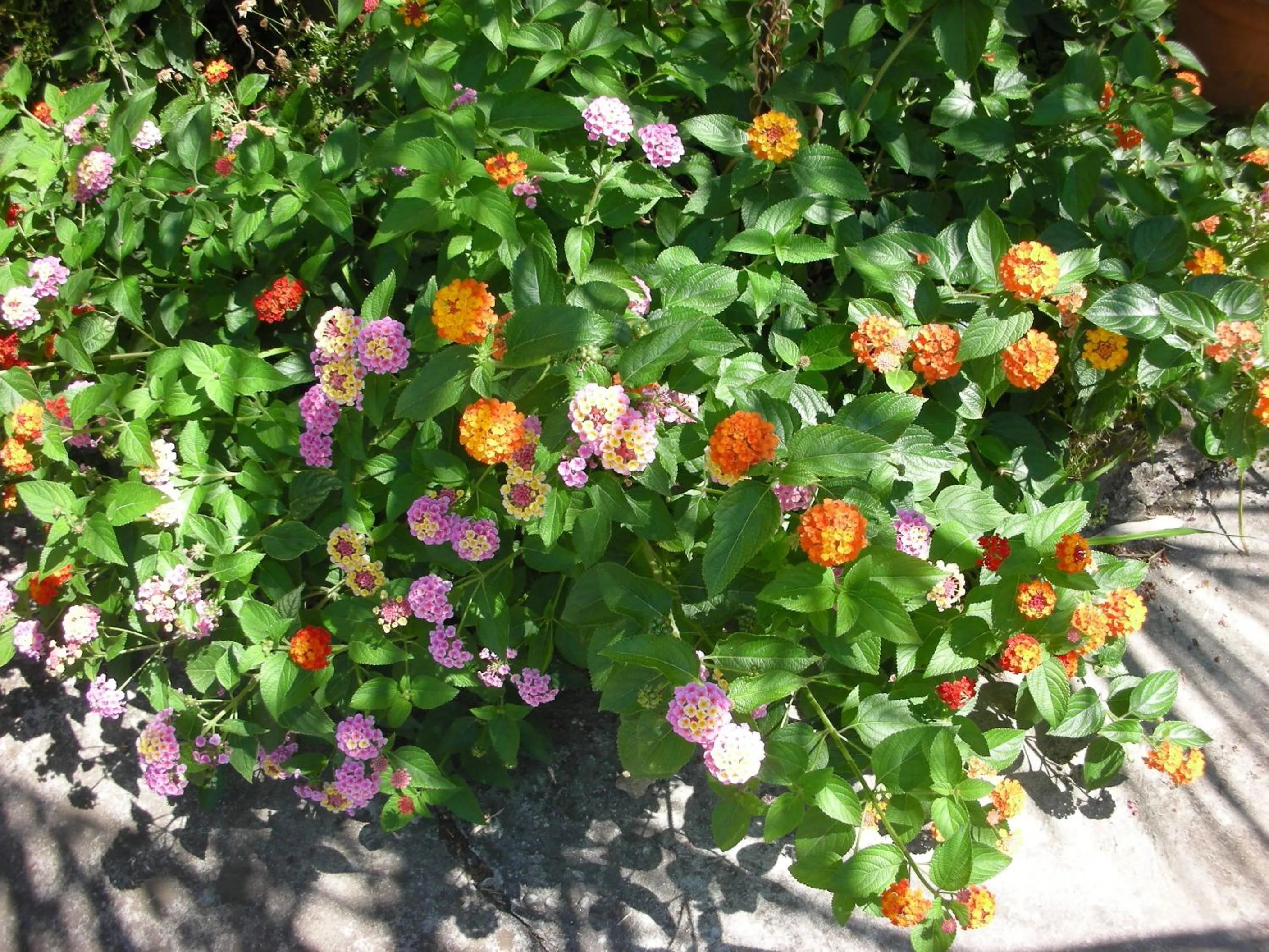 Decorative detail in B&B Da Pio