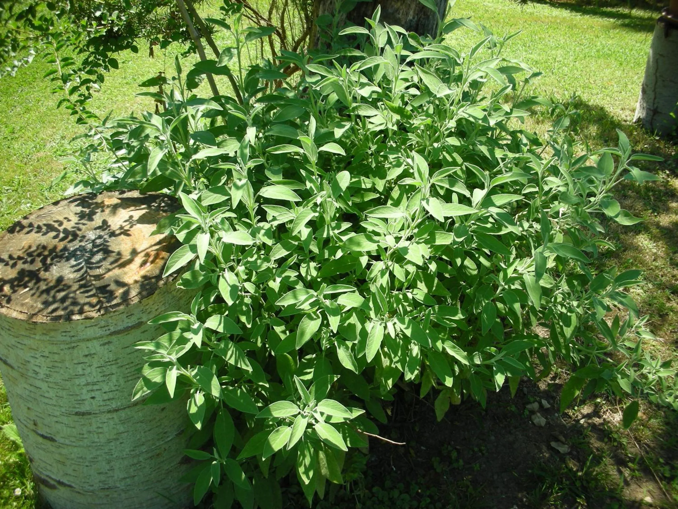 Decorative detail in B&B Da Pio