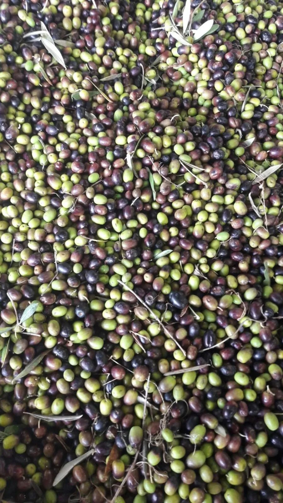 Autumn in B&B Da Pio