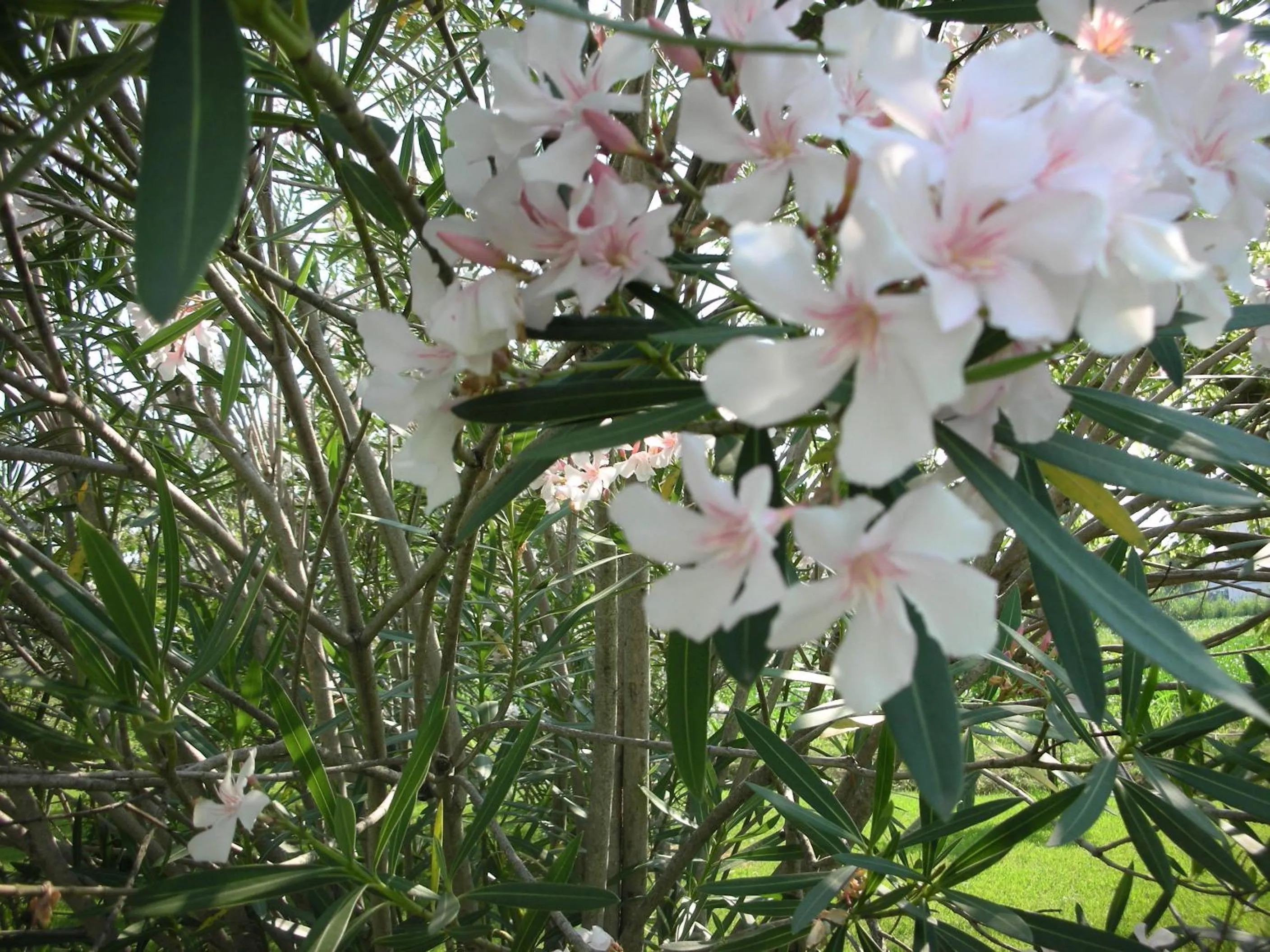 Decorative detail in B&B Da Pio
