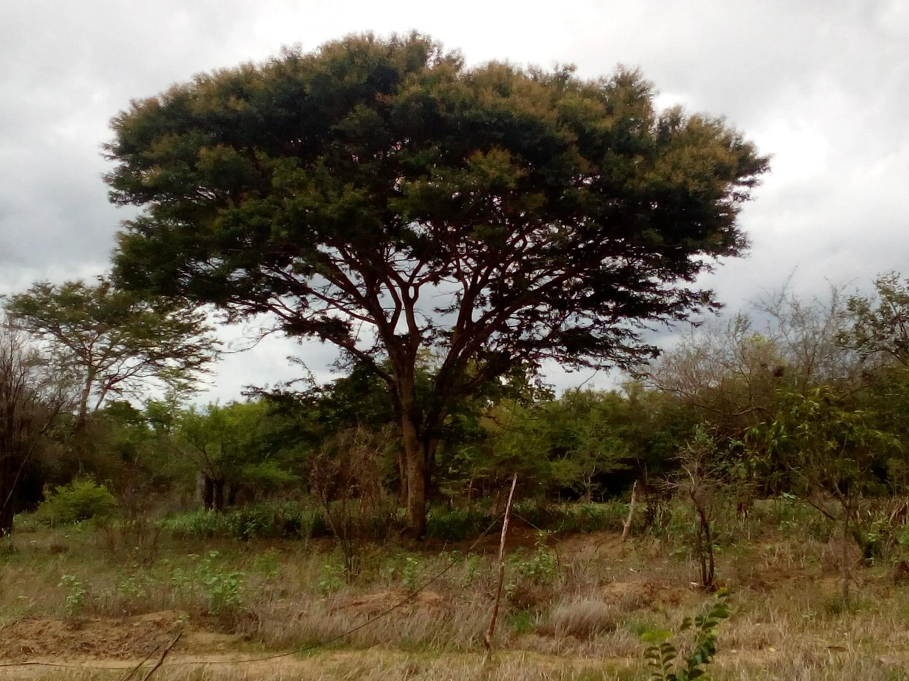Wilpattu Holiday Home