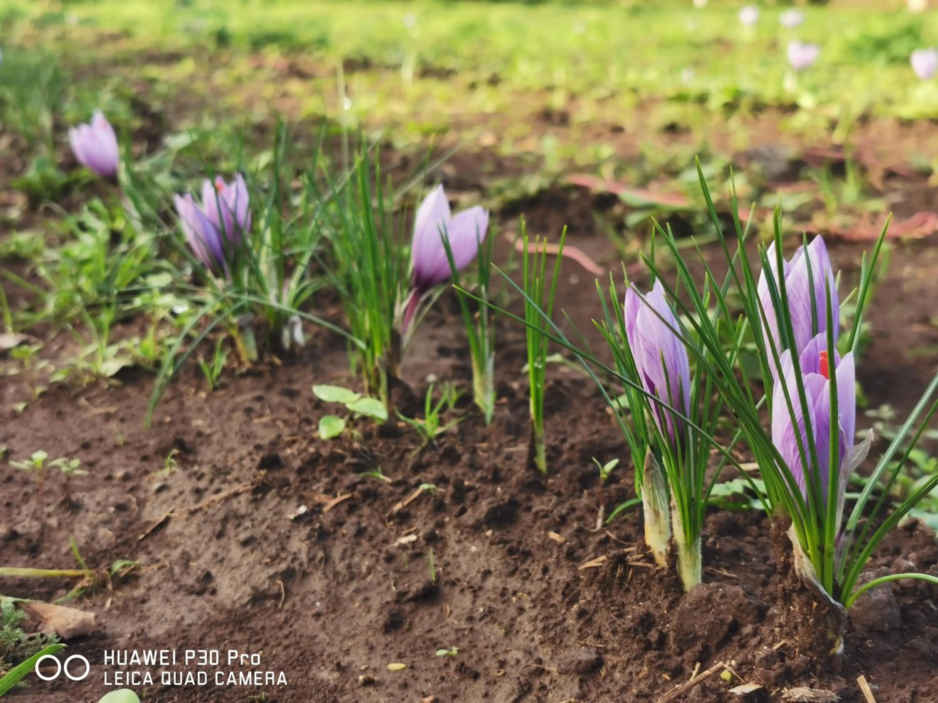 Garden in Bed And Breakfast "ANNA"