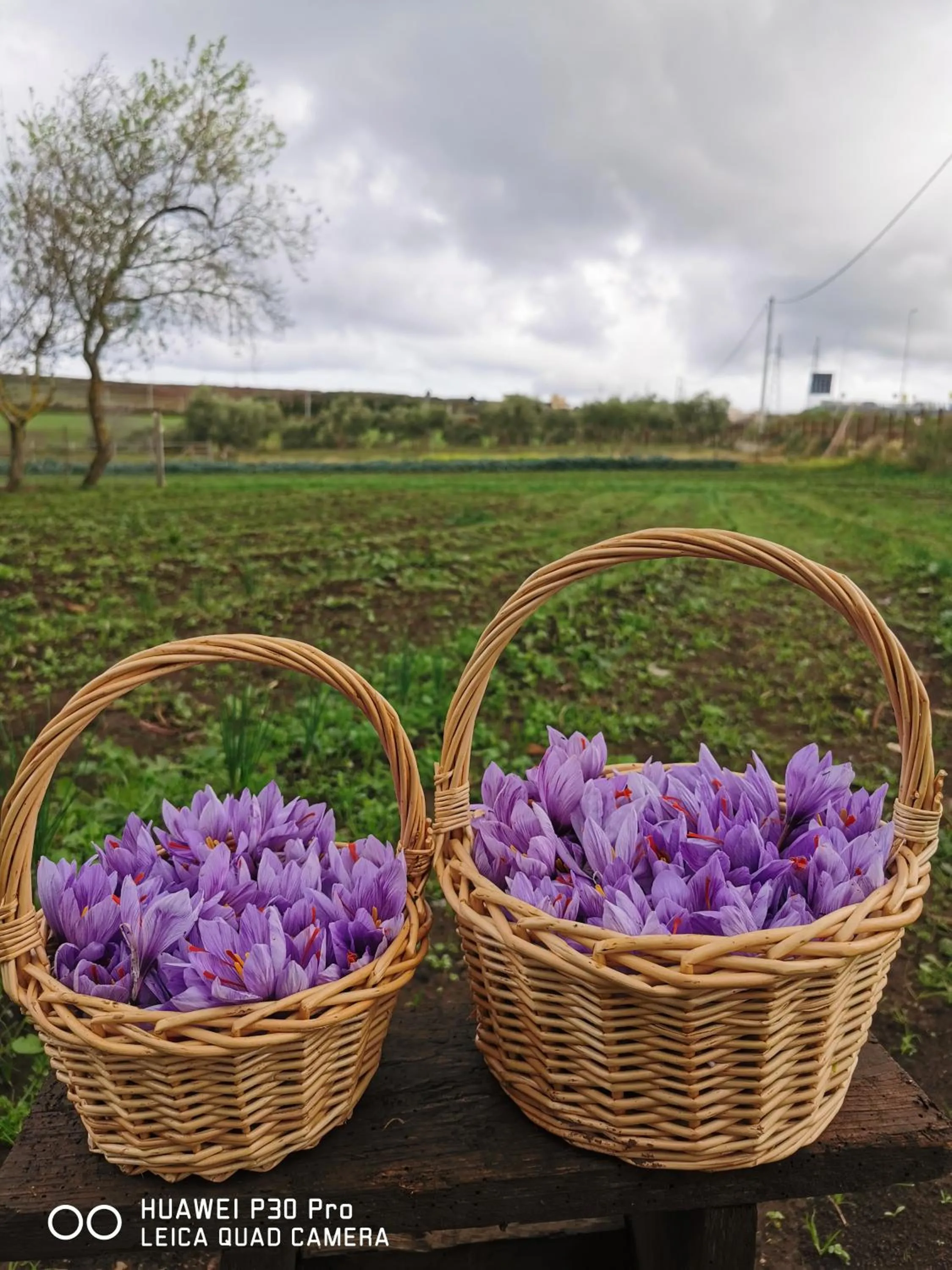 Garden in Bed And Breakfast "ANNA"