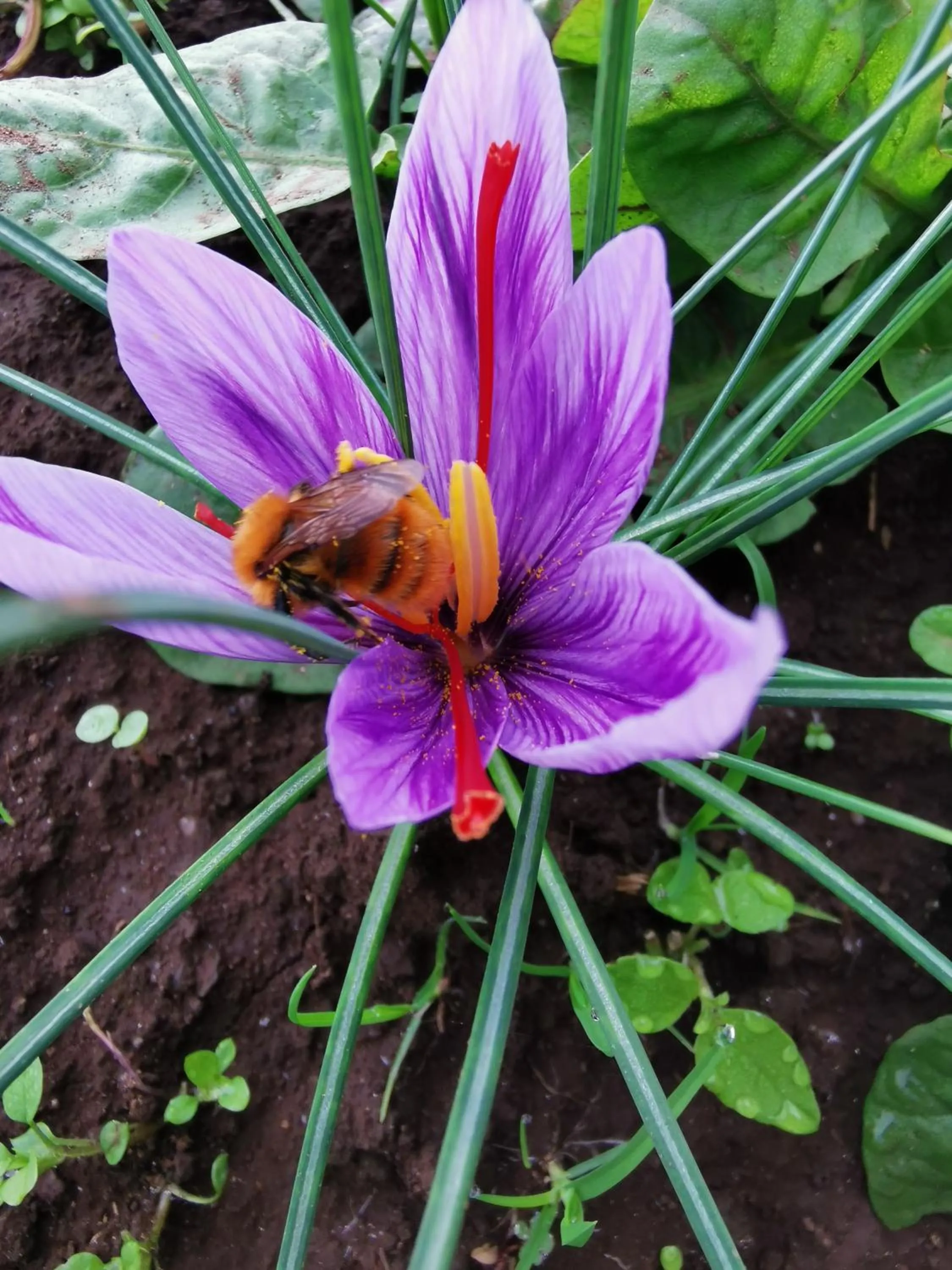 Garden in Bed And Breakfast "ANNA"