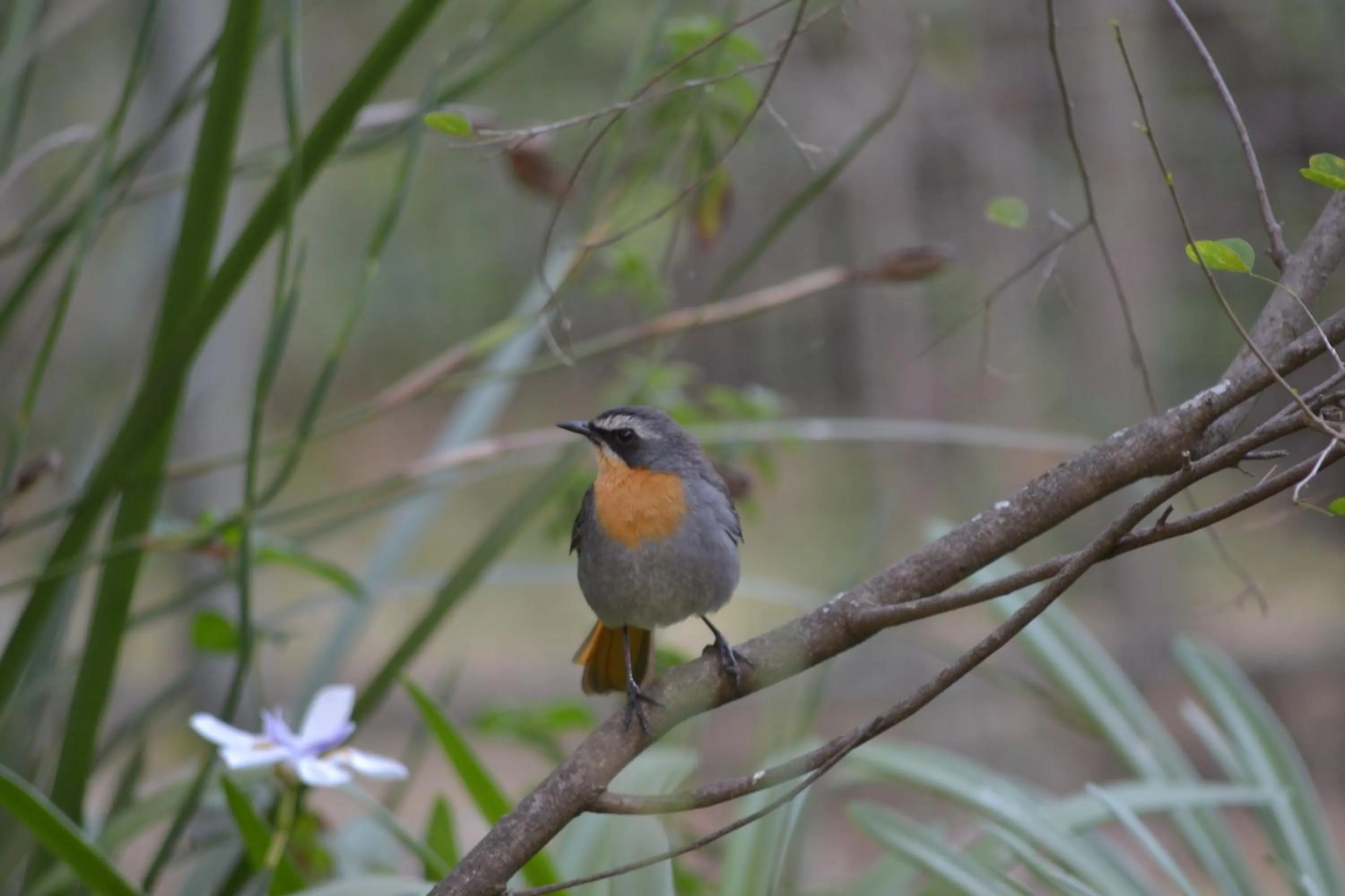 Garden in Lydall Wild Tranquil Garden Suites