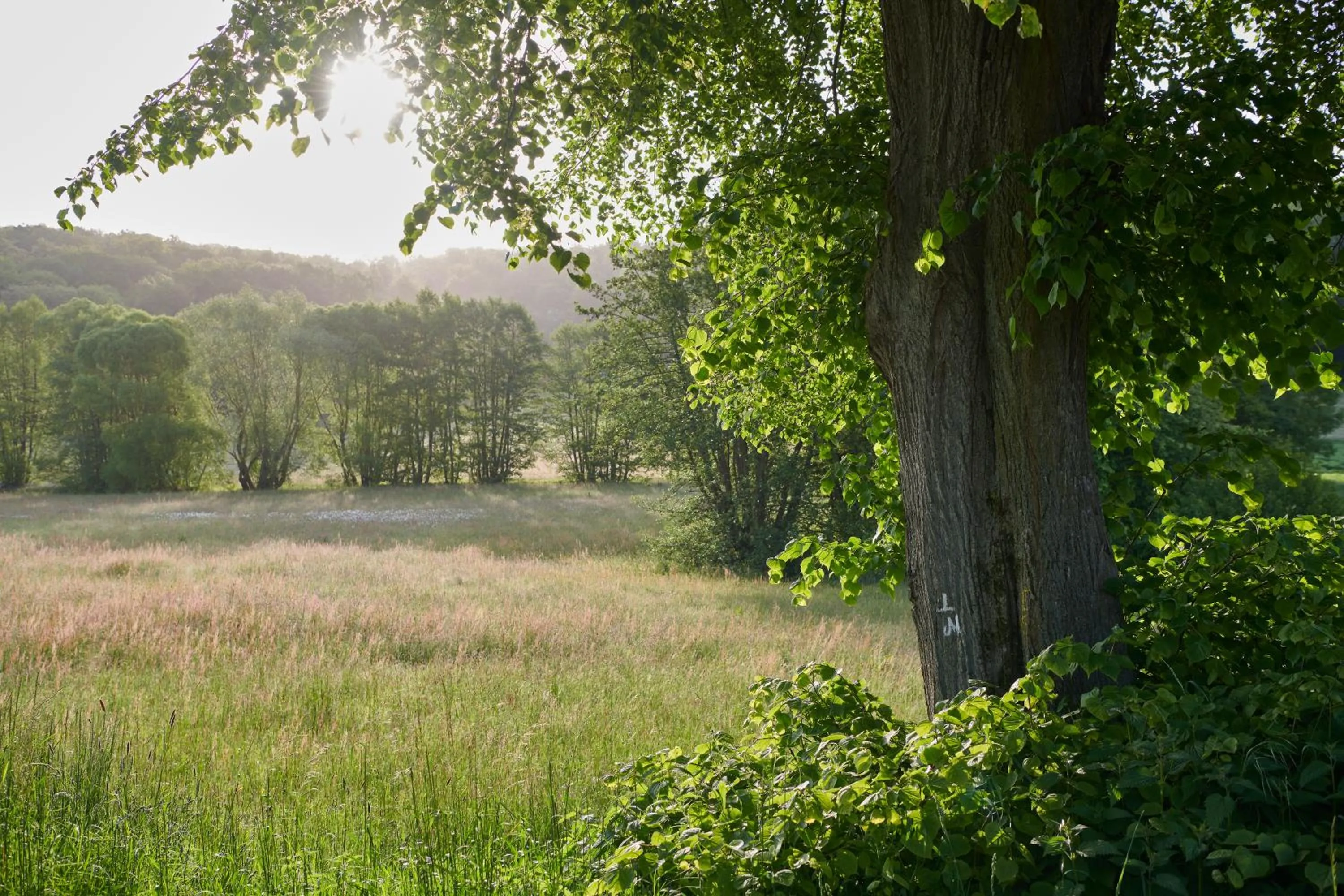 Natural landscape in Hotel Der Grischäfer