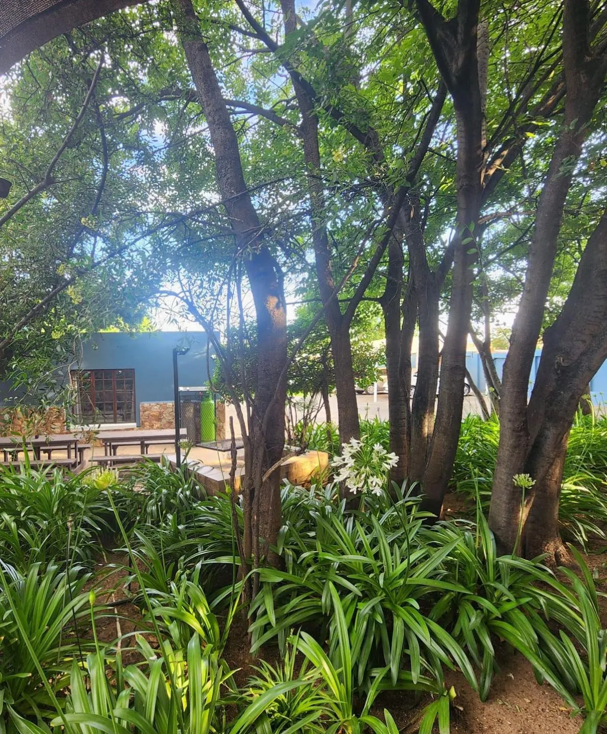 Garden in Picanha Guesthouse