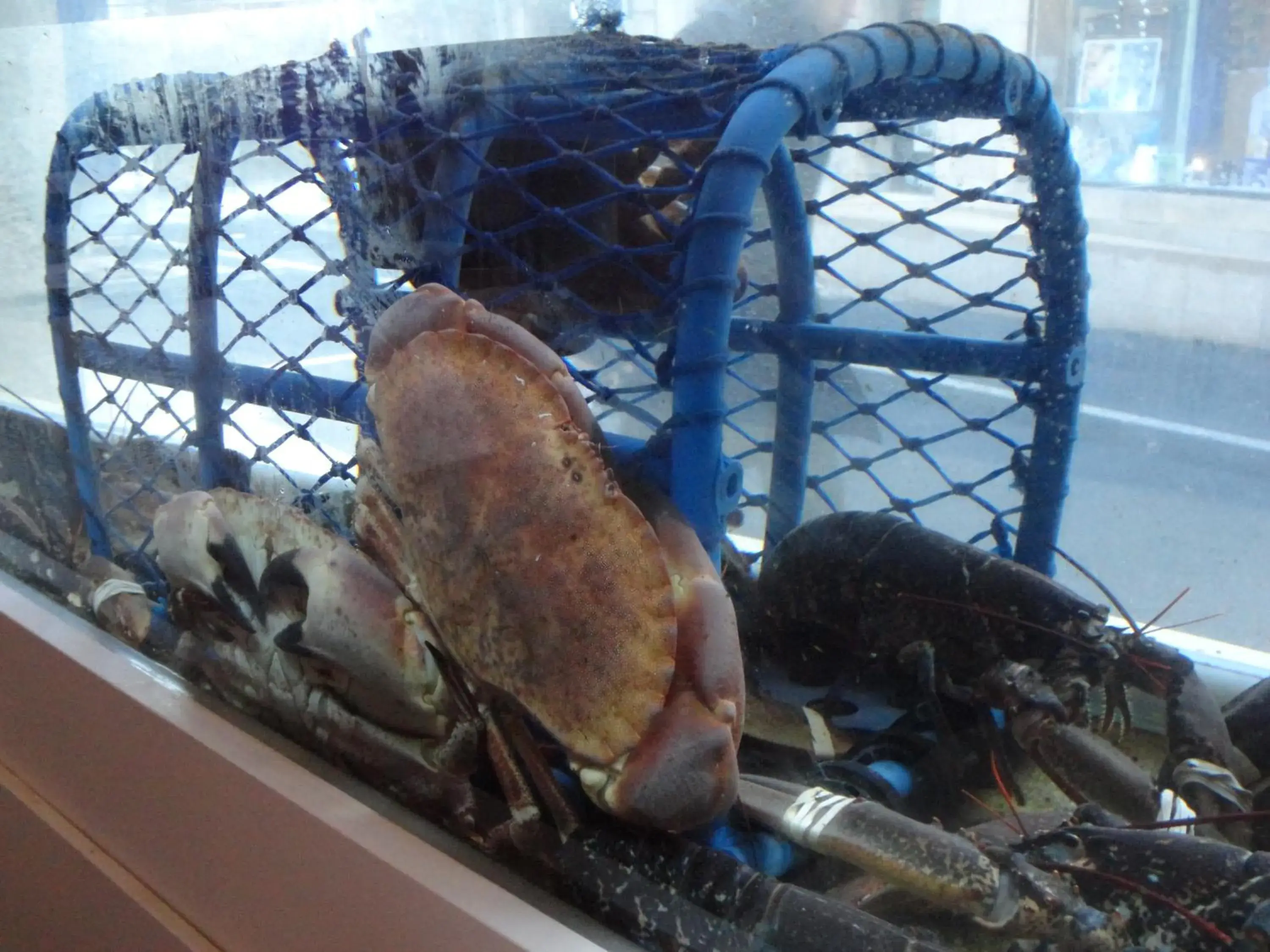 Animals in Logis Hôtel Les Chardons Bleus RESTAURANT LE BISTROT DE LA MER Animals in Logis Hôtel Les Chardons Bleus RESTAURANT LE BISTROT DE LA MER