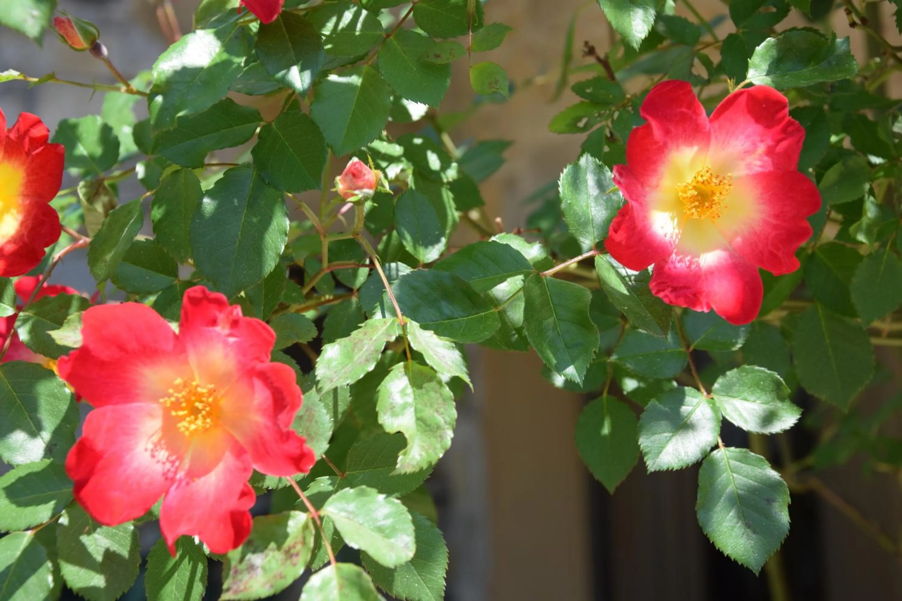 Natural landscape in Olympic Fashion Hotels