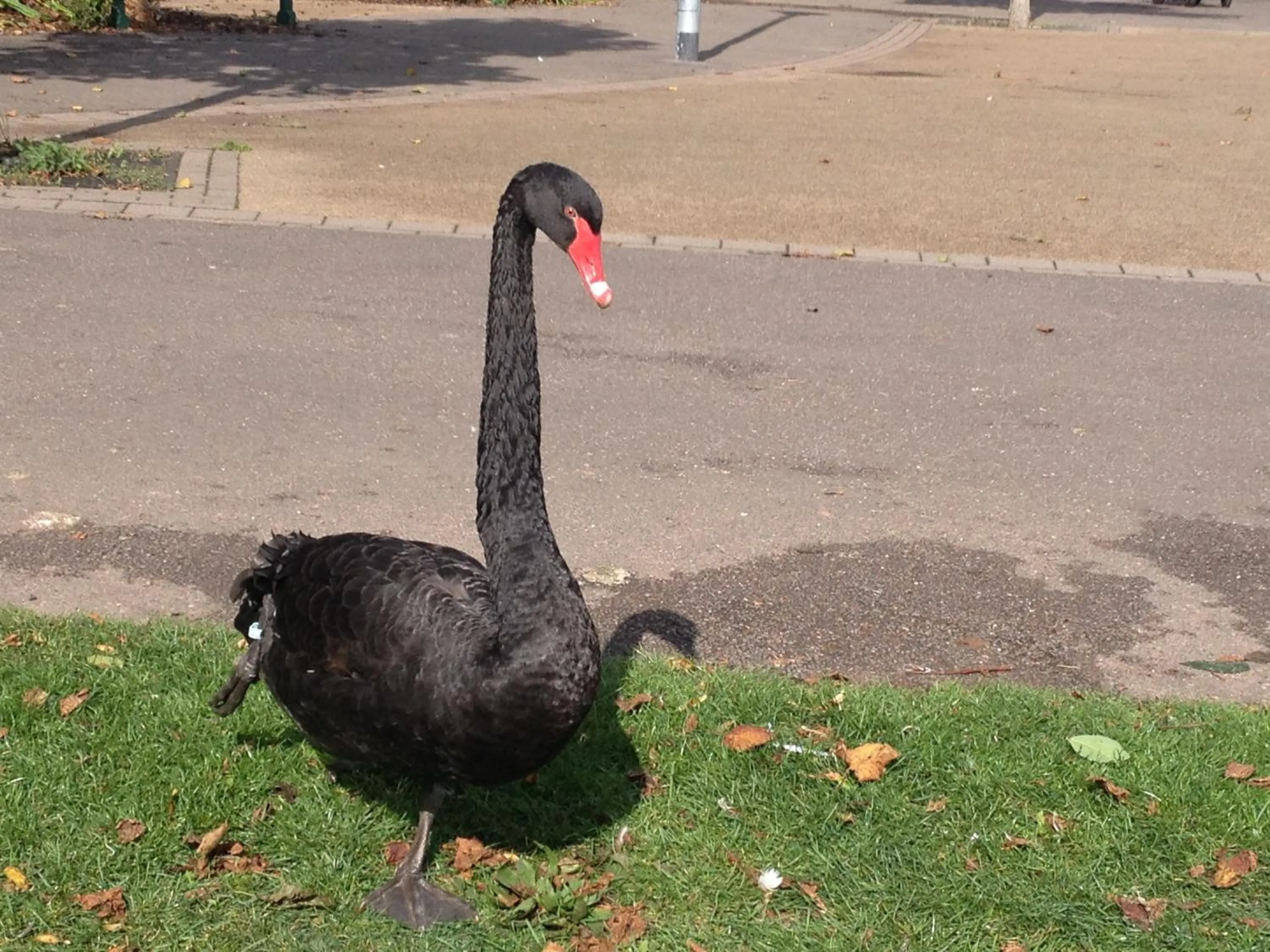 Off site in Beecroft Lodge