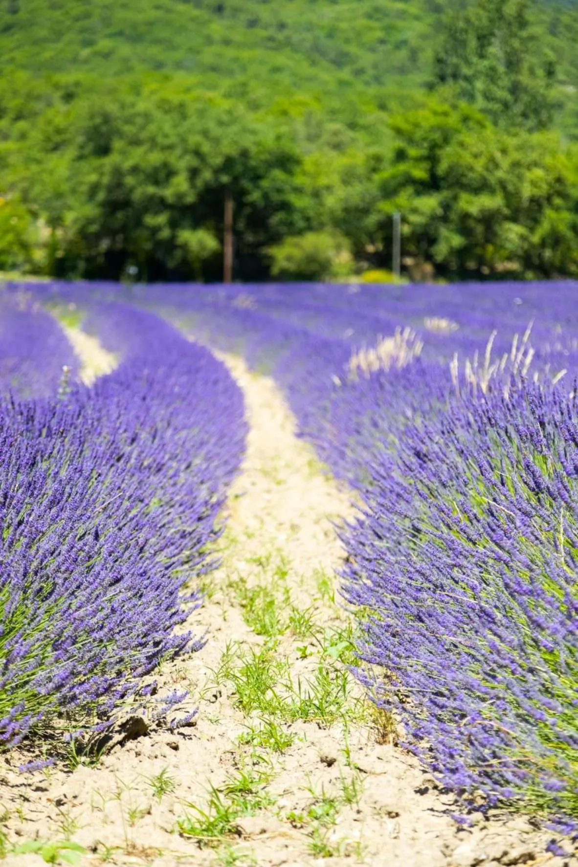 Neighbourhood in Domaine Les Sources de Dieulefit
