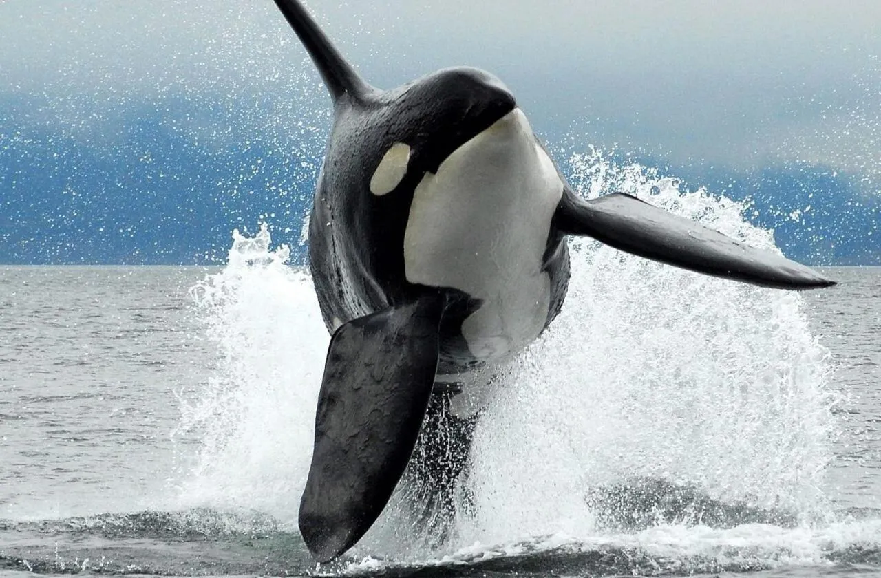 Activities in The Cabin at Moon Dance