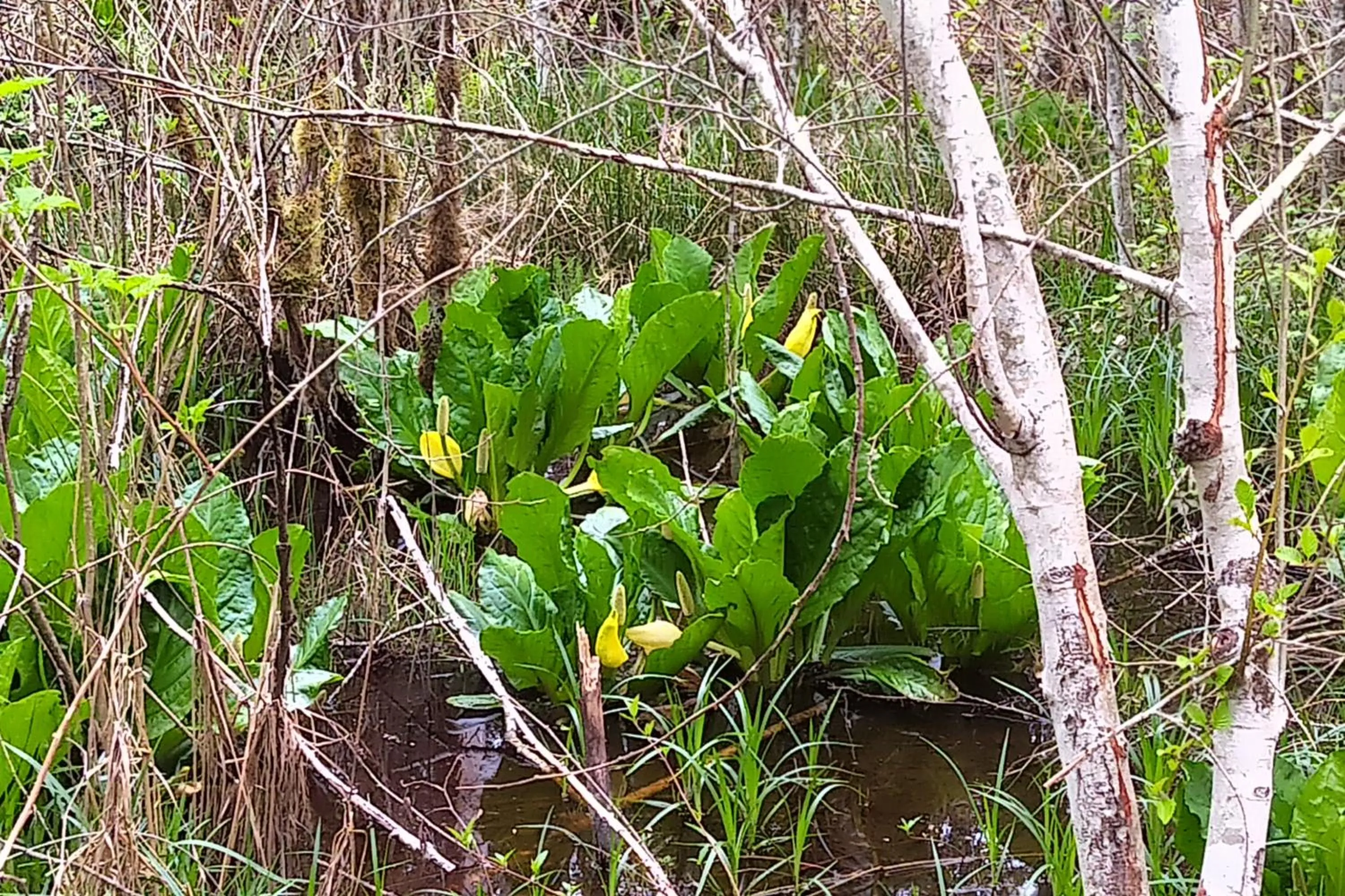 Natural landscape in The Cabin at Moon Dance