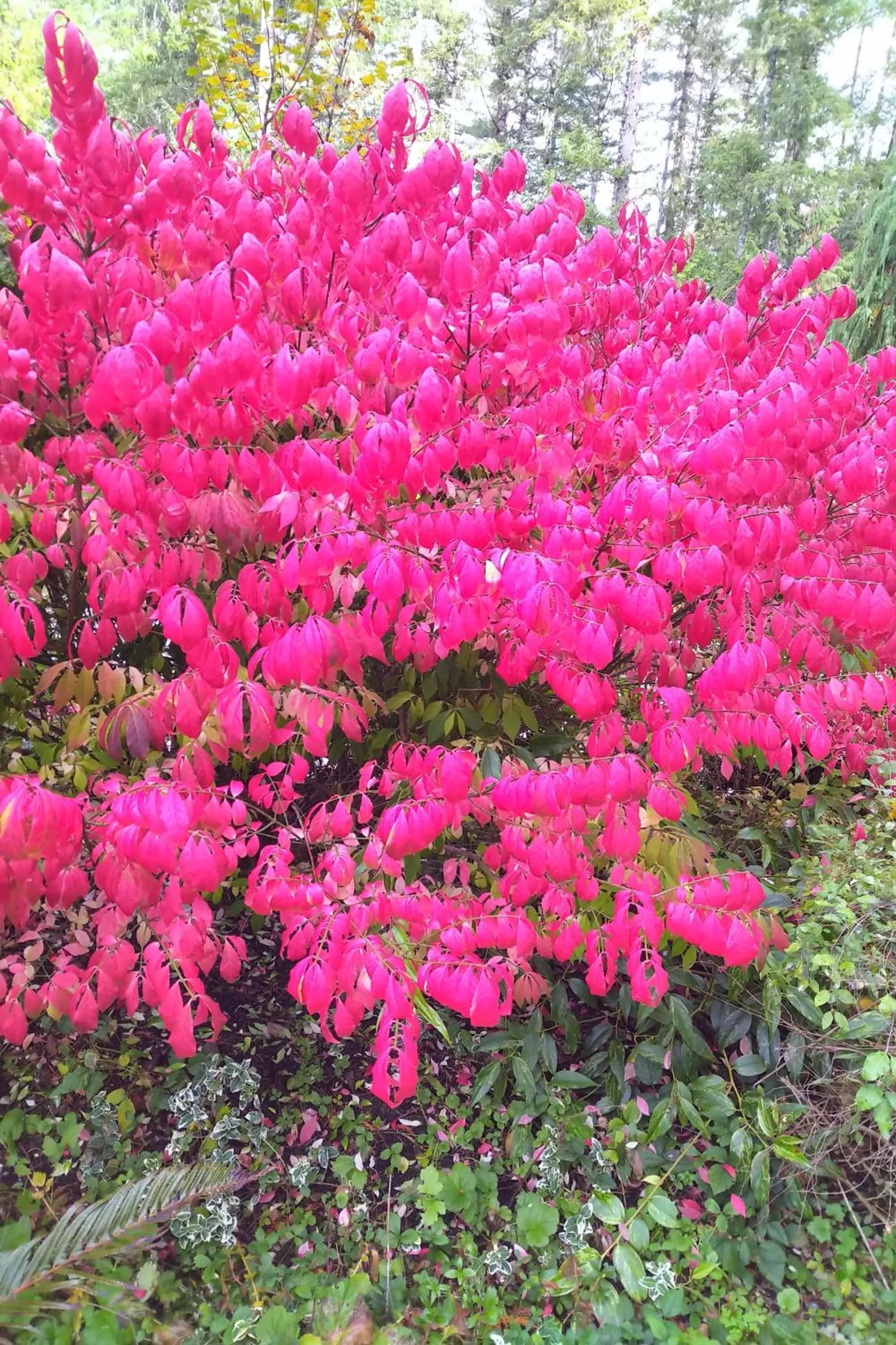 Natural landscape in The Cabin at Moon Dance