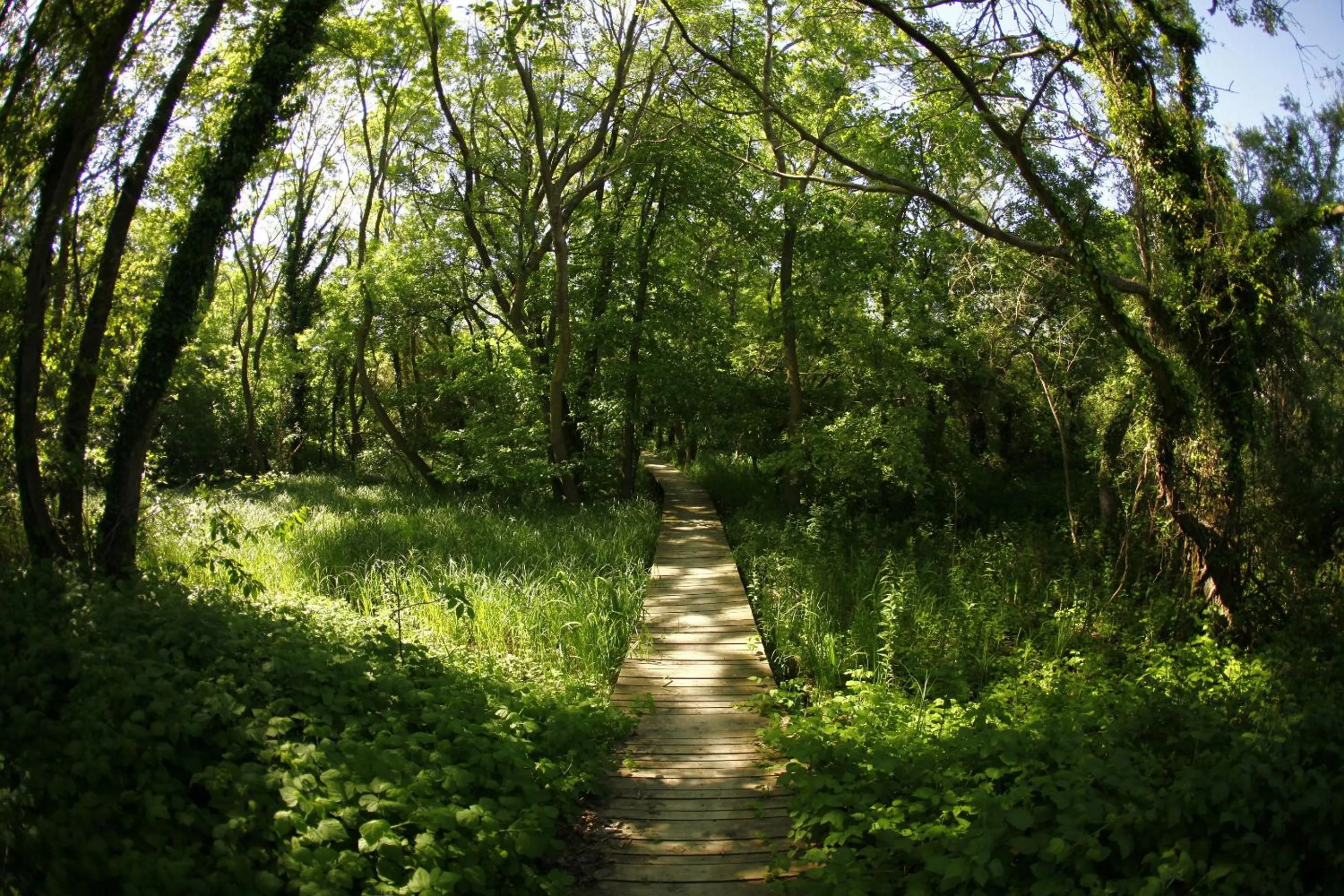 Natural landscape in Hotel Nona