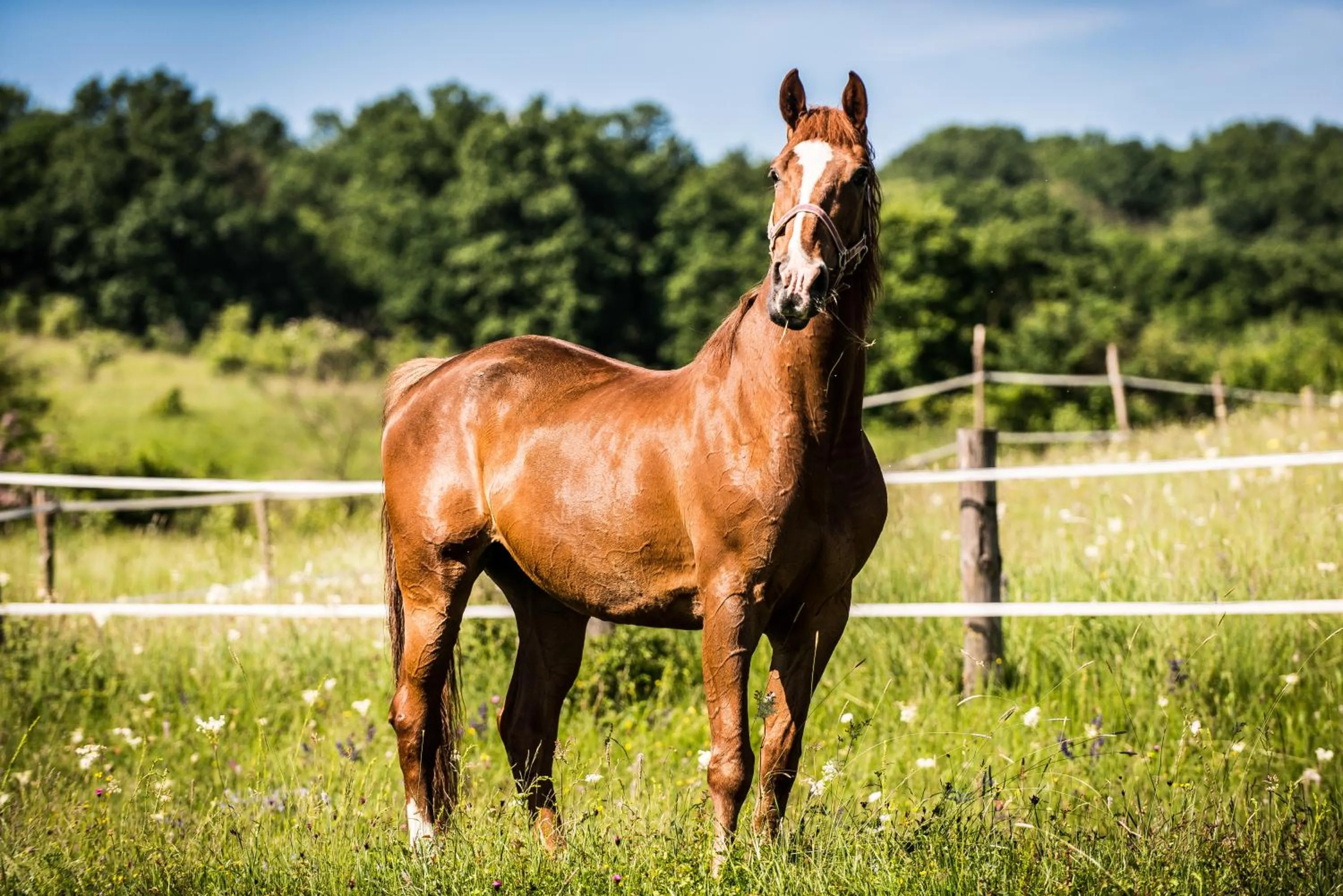 Horse-riding in Conacul Archia